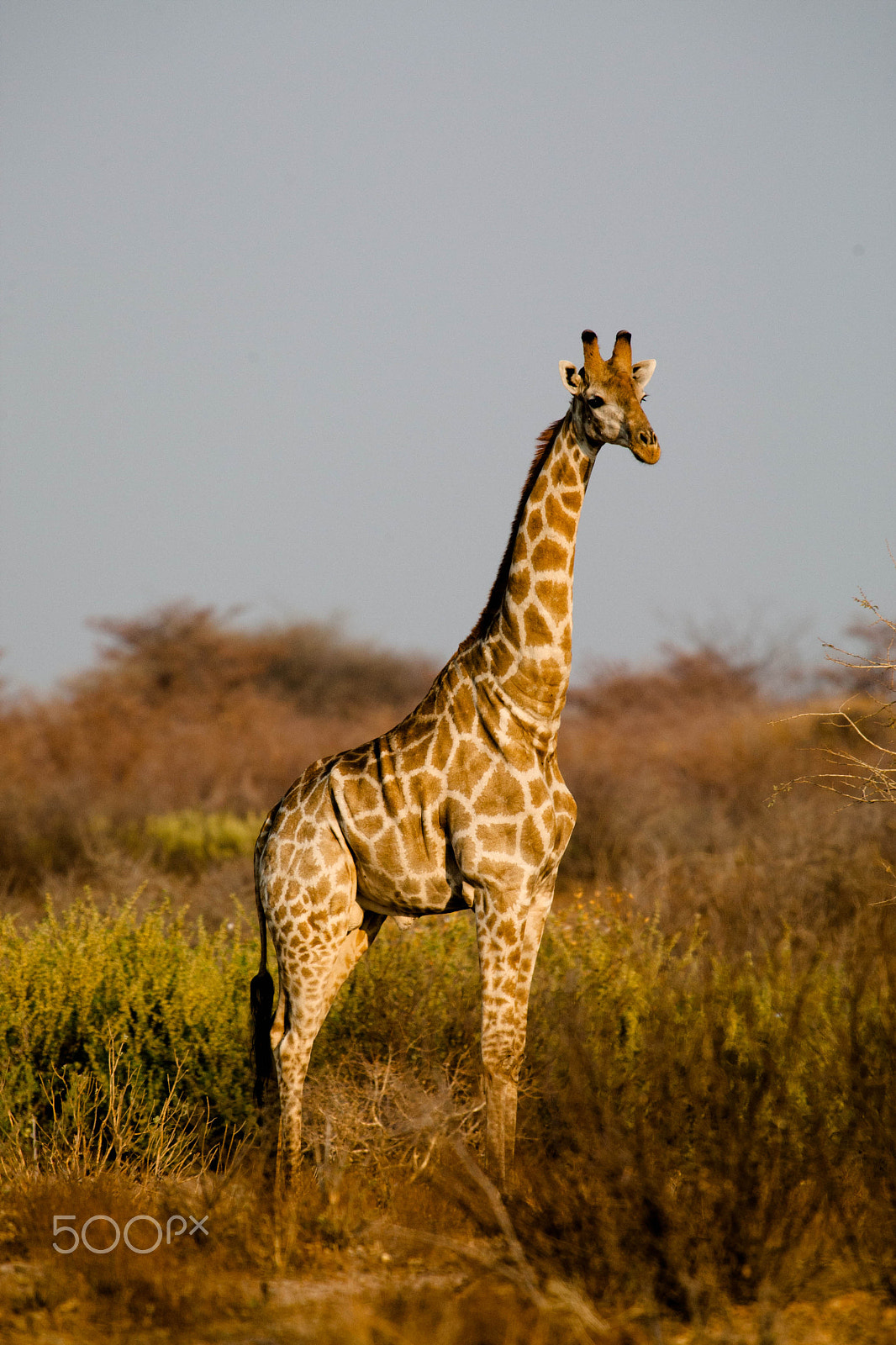 Canon EOS-1D Mark III + Canon EF 300mm f/2.8L sample photo. Africa photography