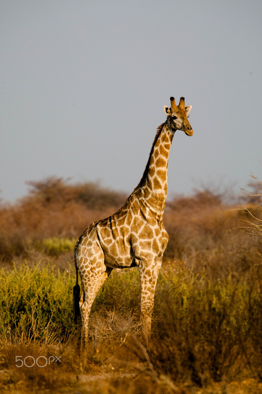 Canon EF 300mm f/2.8L sample photo. Africa photography