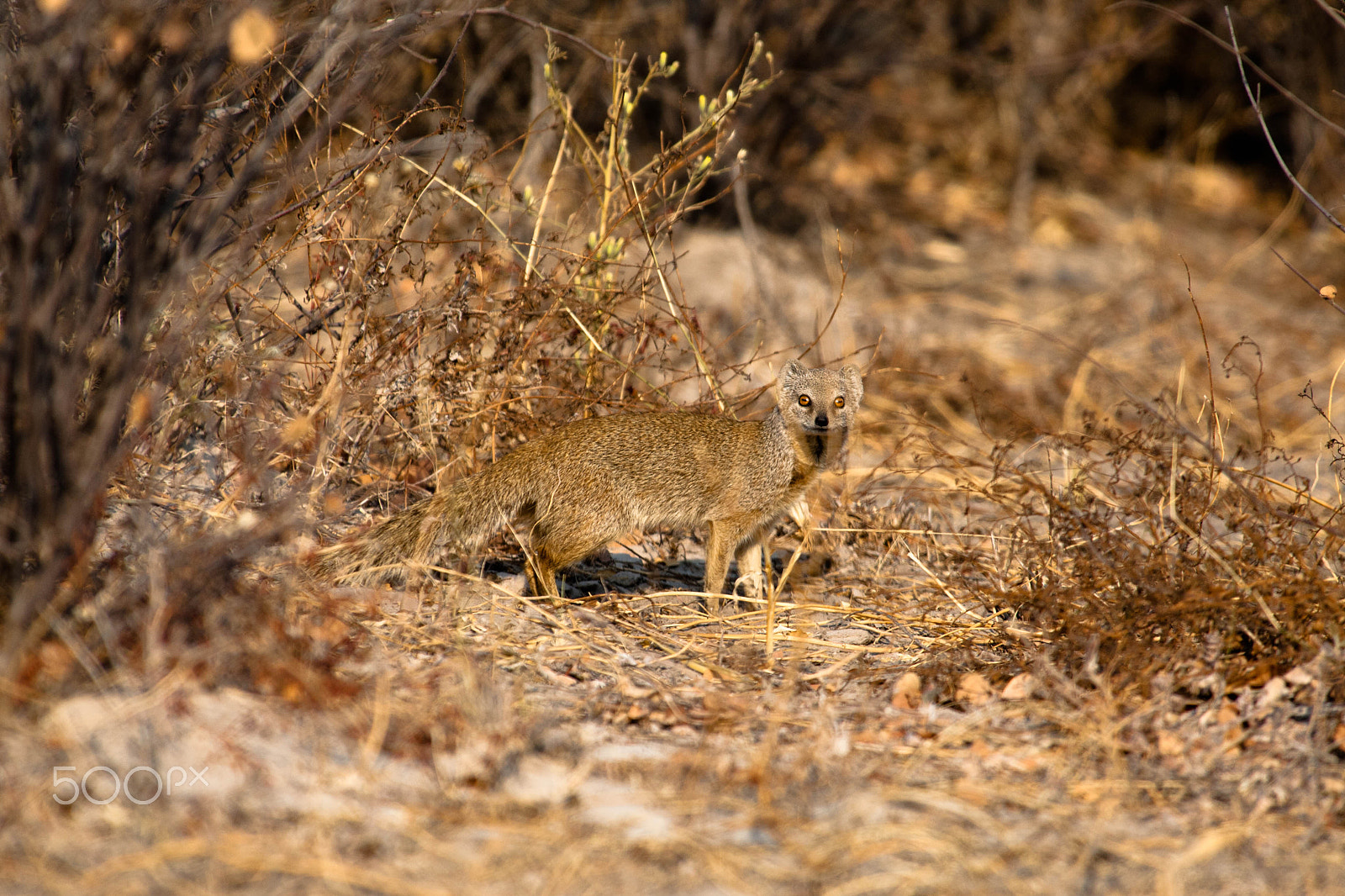 Canon EF 300mm f/2.8L sample photo. Africa photography
