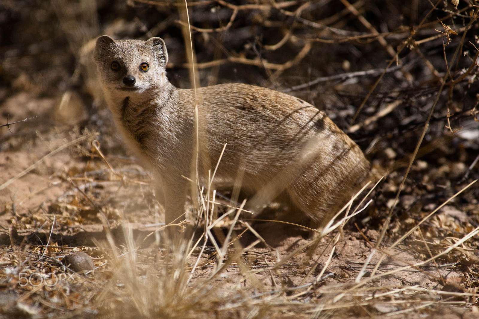 Canon EF 300mm f/2.8L sample photo. Africa photography