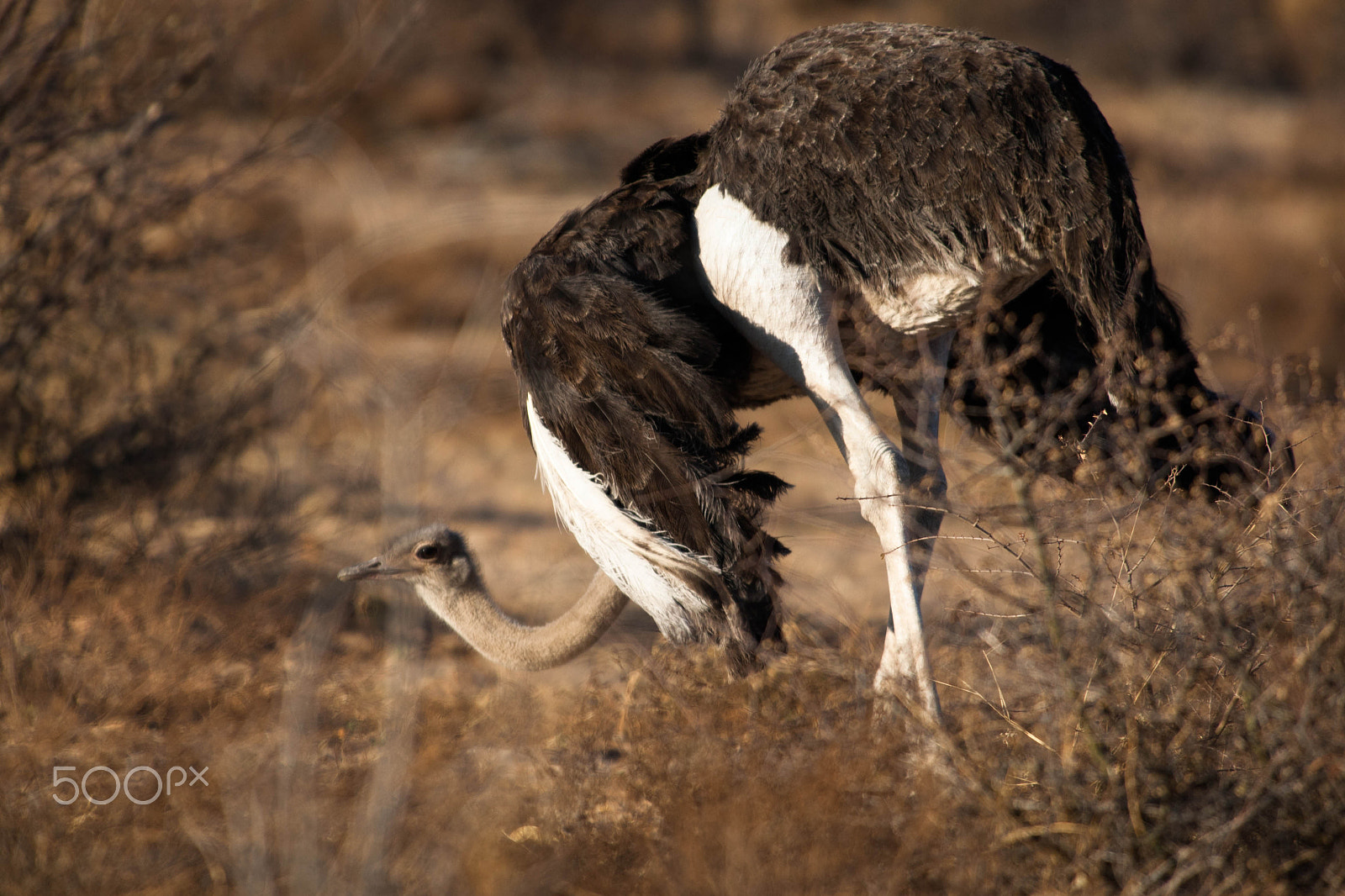 Canon EF 300mm f/2.8L sample photo. Africa photography