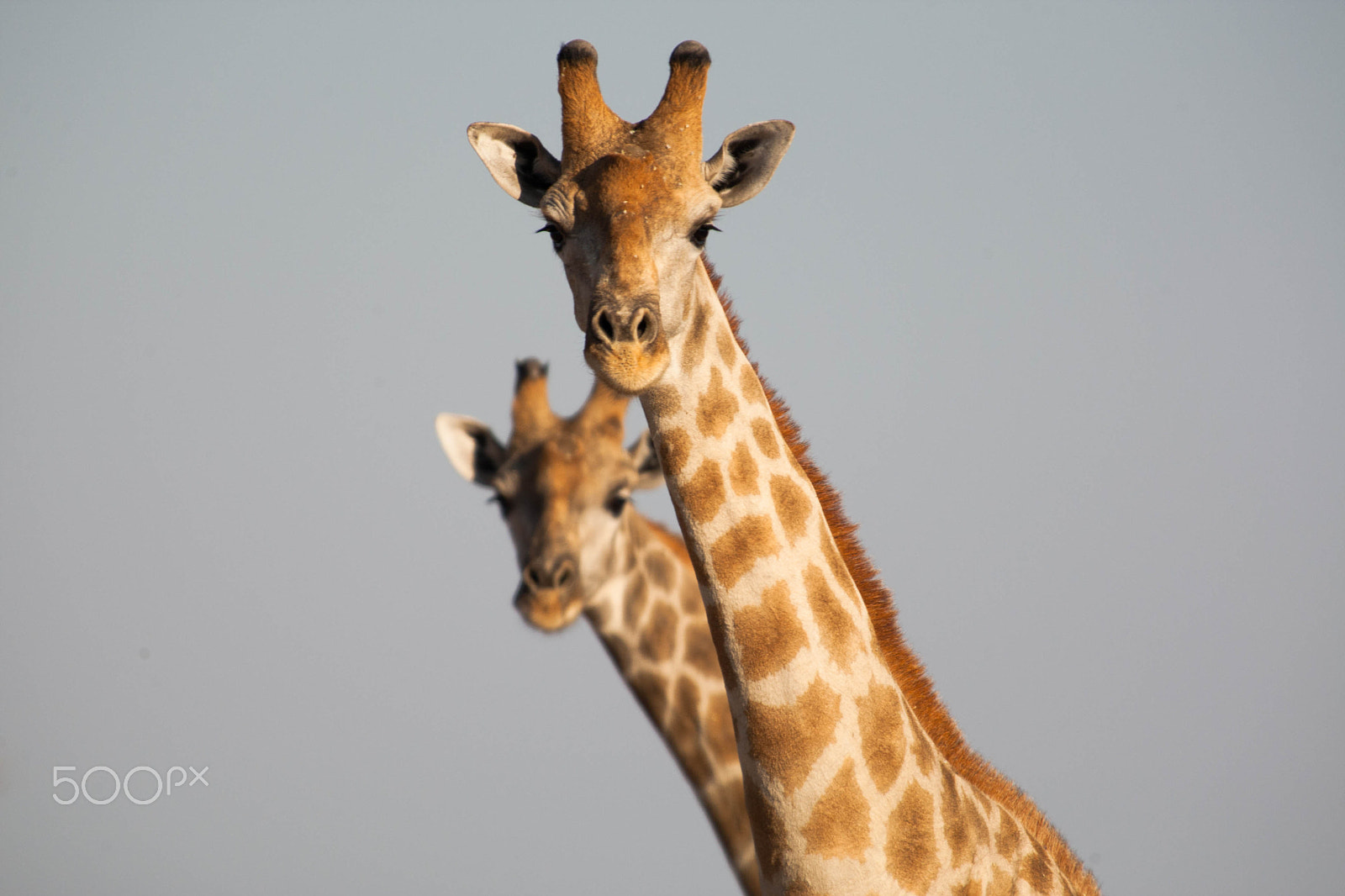 Canon EF 300mm f/2.8L sample photo. Africa photography