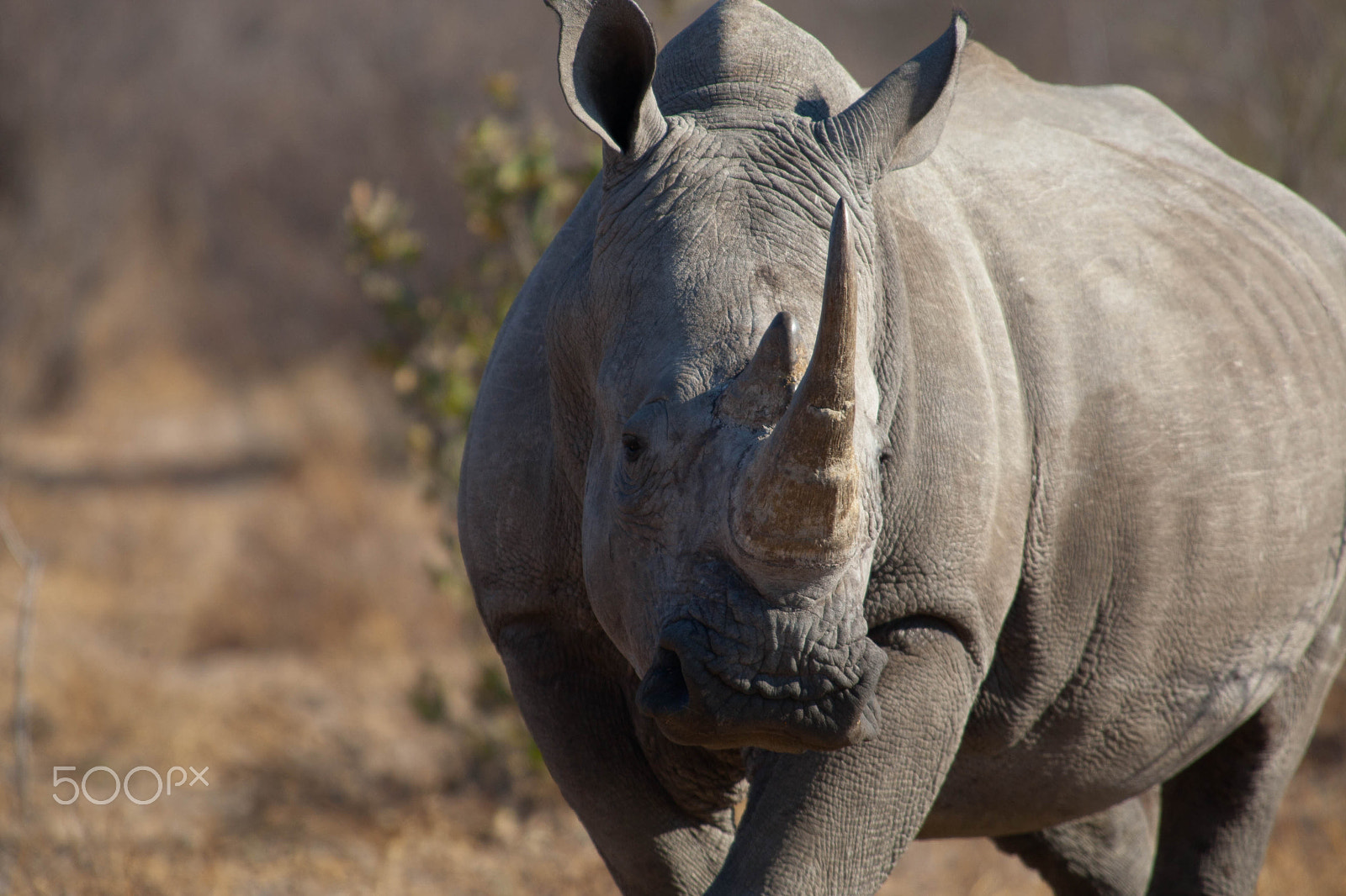 Canon EF 300mm f/2.8L sample photo. Africa photography