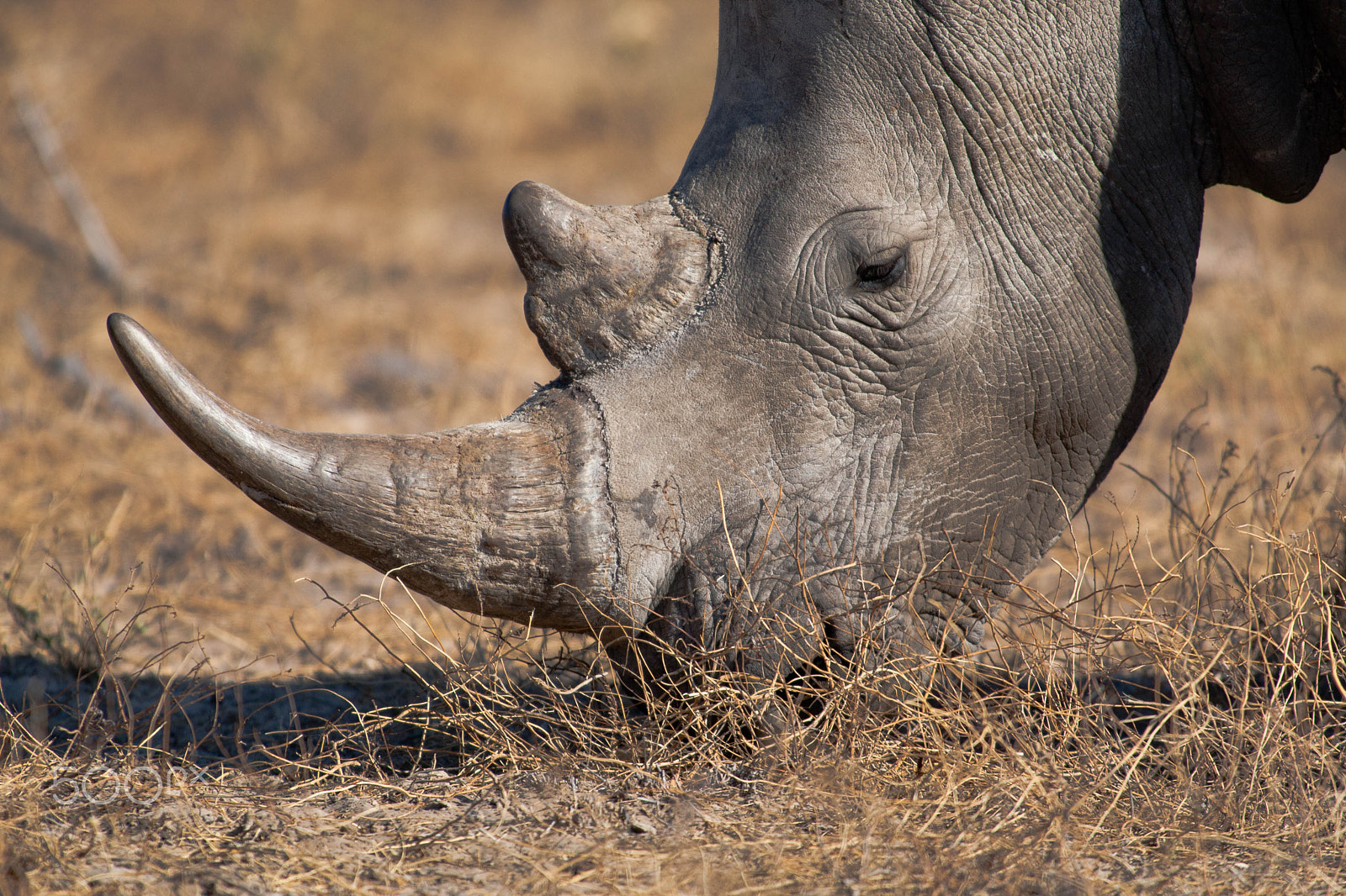 Canon EF 300mm f/2.8L sample photo. Africa photography