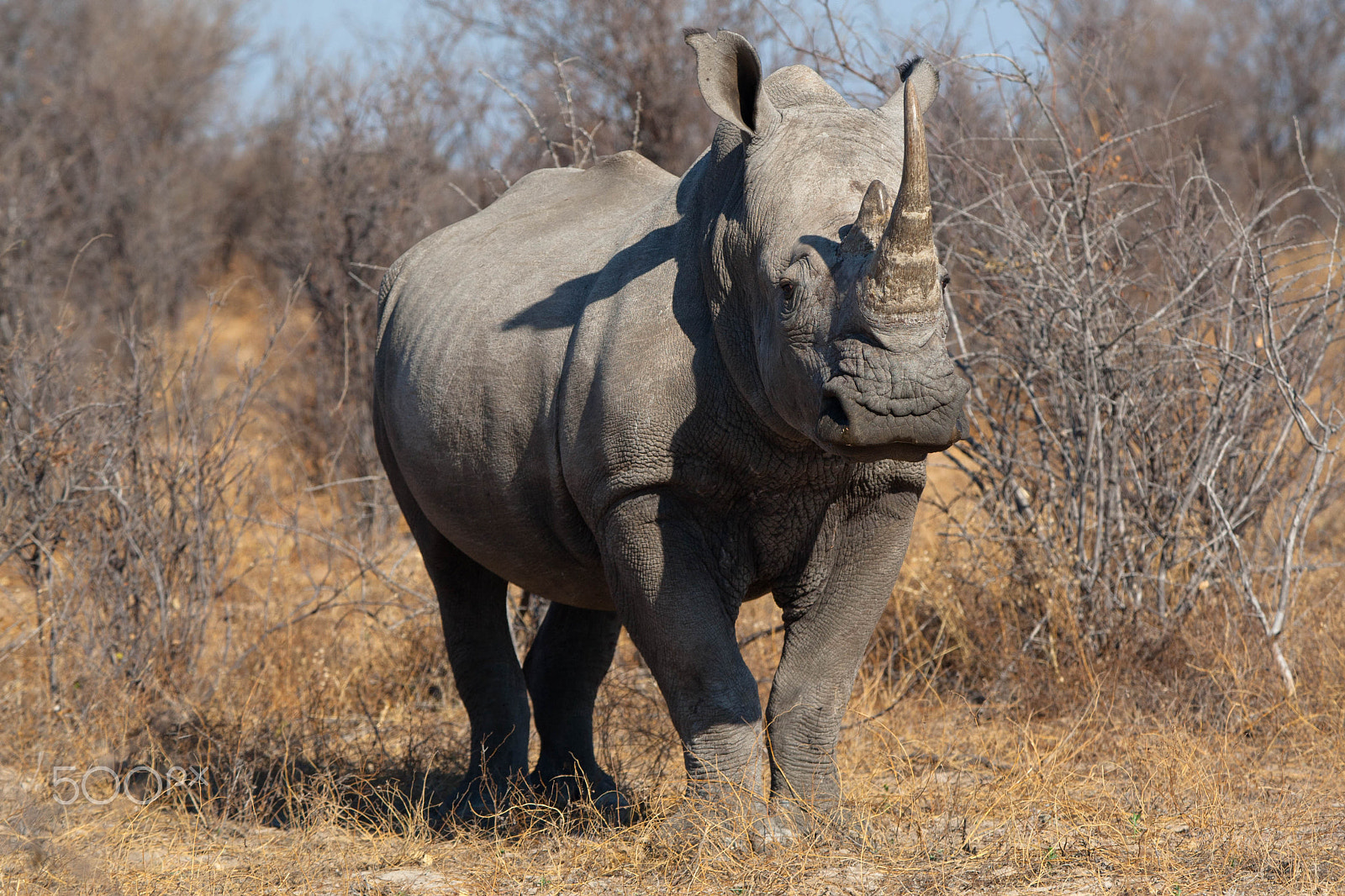 Canon EF 80-200mm f/2.8L sample photo. Africa photography