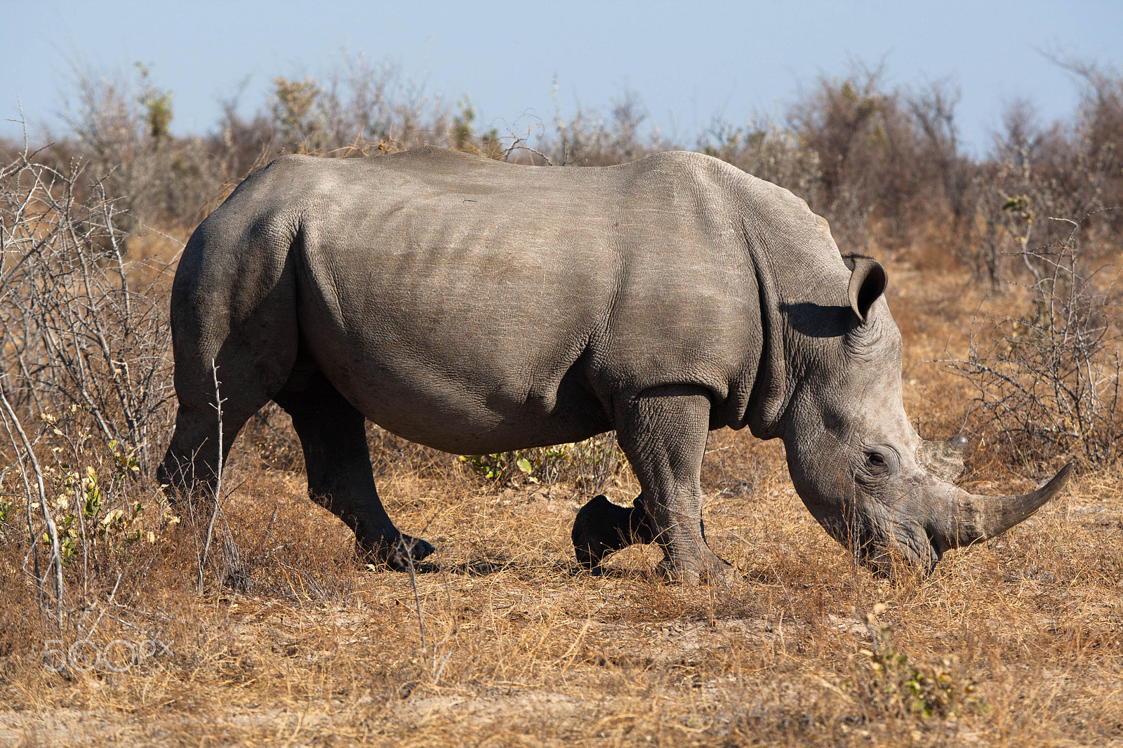 Canon EF 80-200mm f/2.8L sample photo. Africa photography