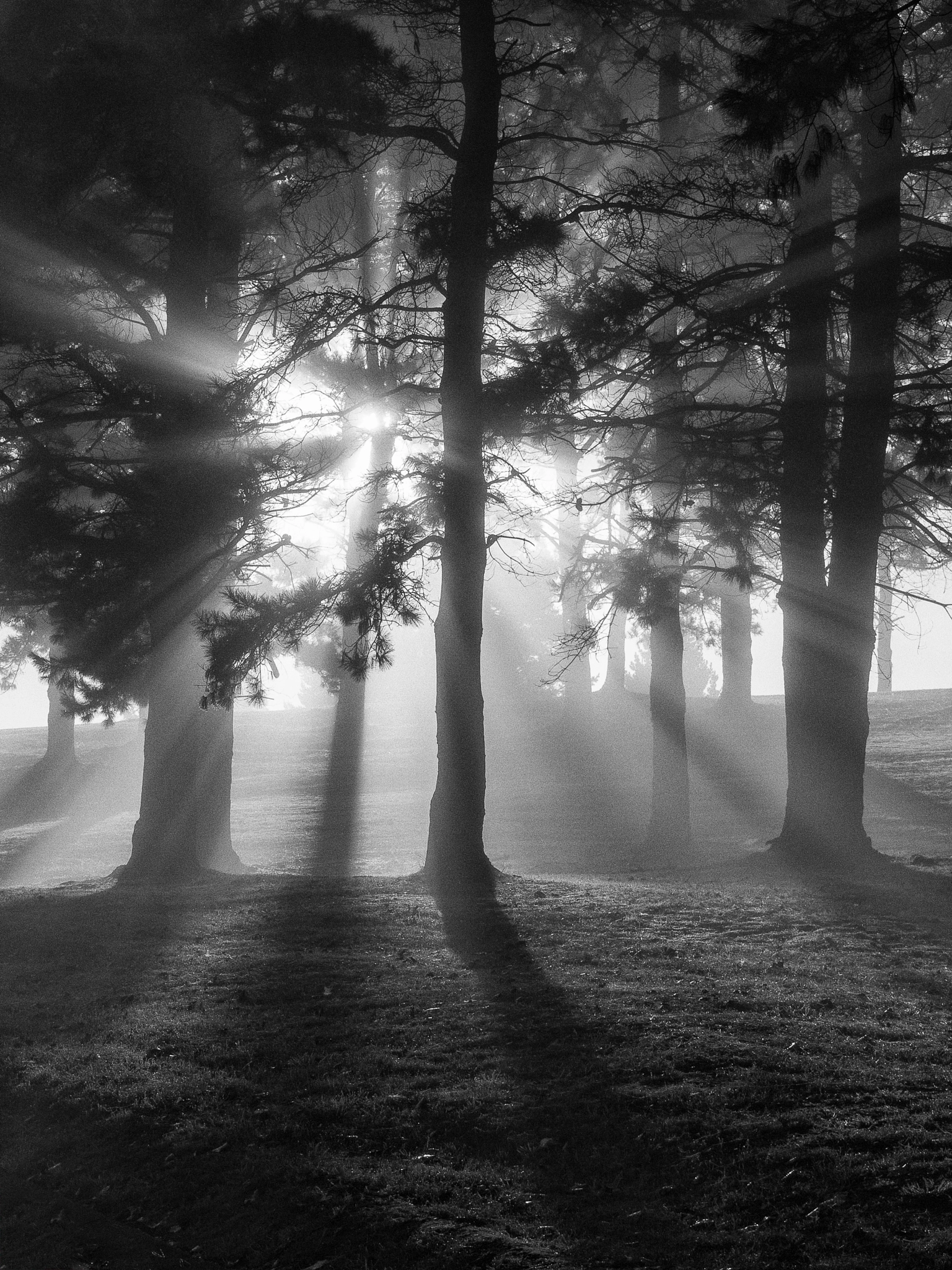Olympus OM-D E-M1 sample photo. 'fog & sun.iii' photography