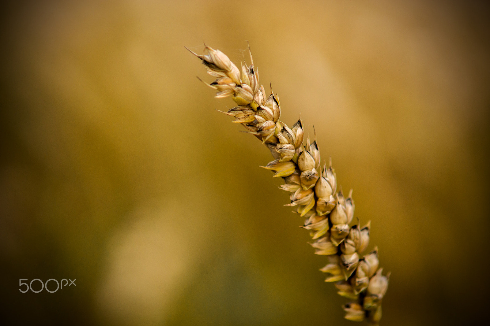 Sony SLT-A65 (SLT-A65V) + Minolta AF 70-210mm F4 Macro sample photo. Wheat photography