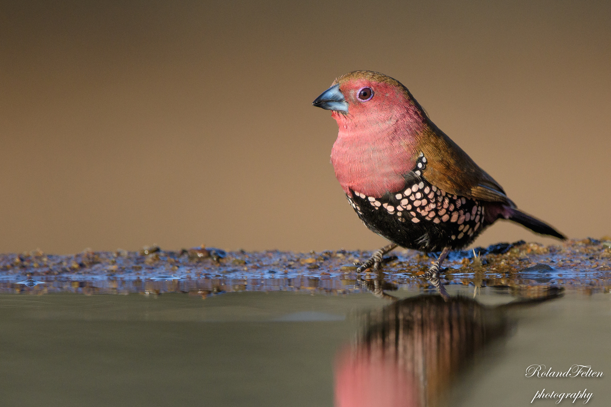 Nikon AF-S Nikkor 200-400mm F4G ED-IF VR sample photo. Pink-throated twinspot photography