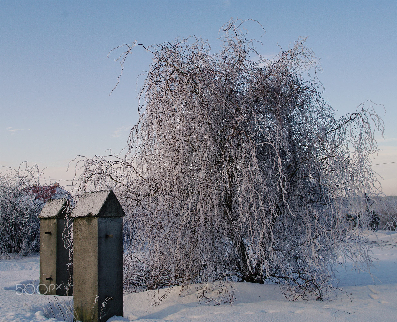 Samsung/Schneider D-XENON 18-55mm F3.5-5.6 II sample photo. Frozen tree... photography