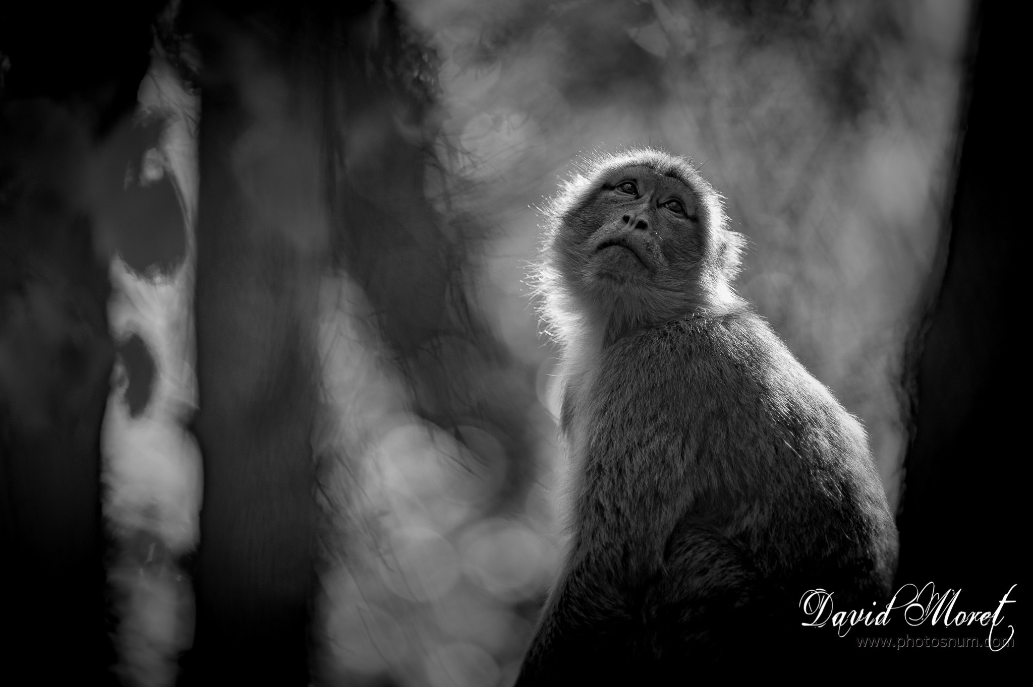 Nikon AF-S Nikkor 300mm F2.8G ED VR II sample photo. Terre de singes photography