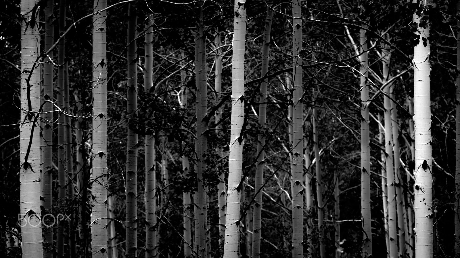 Canon EF 70-200mm F2.8L IS II USM sample photo. Into the woods photography