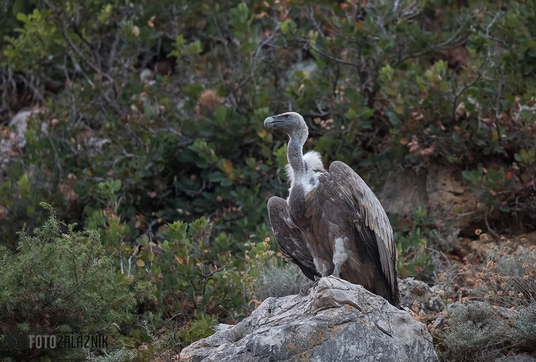 Canon EF 500mm F4L IS II USM sample photo. The griffon vulture photography