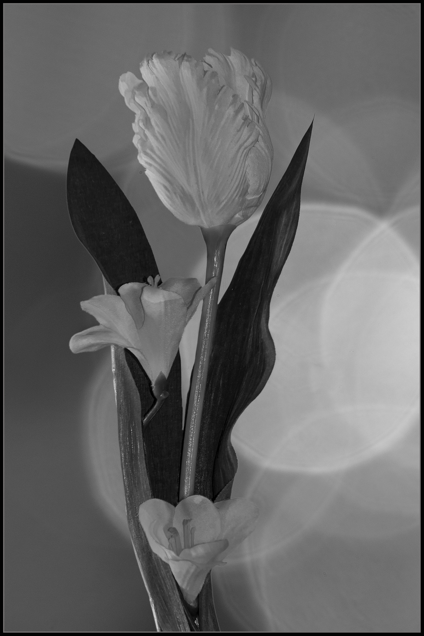 Nikon D300 sample photo. Mono flowers photography