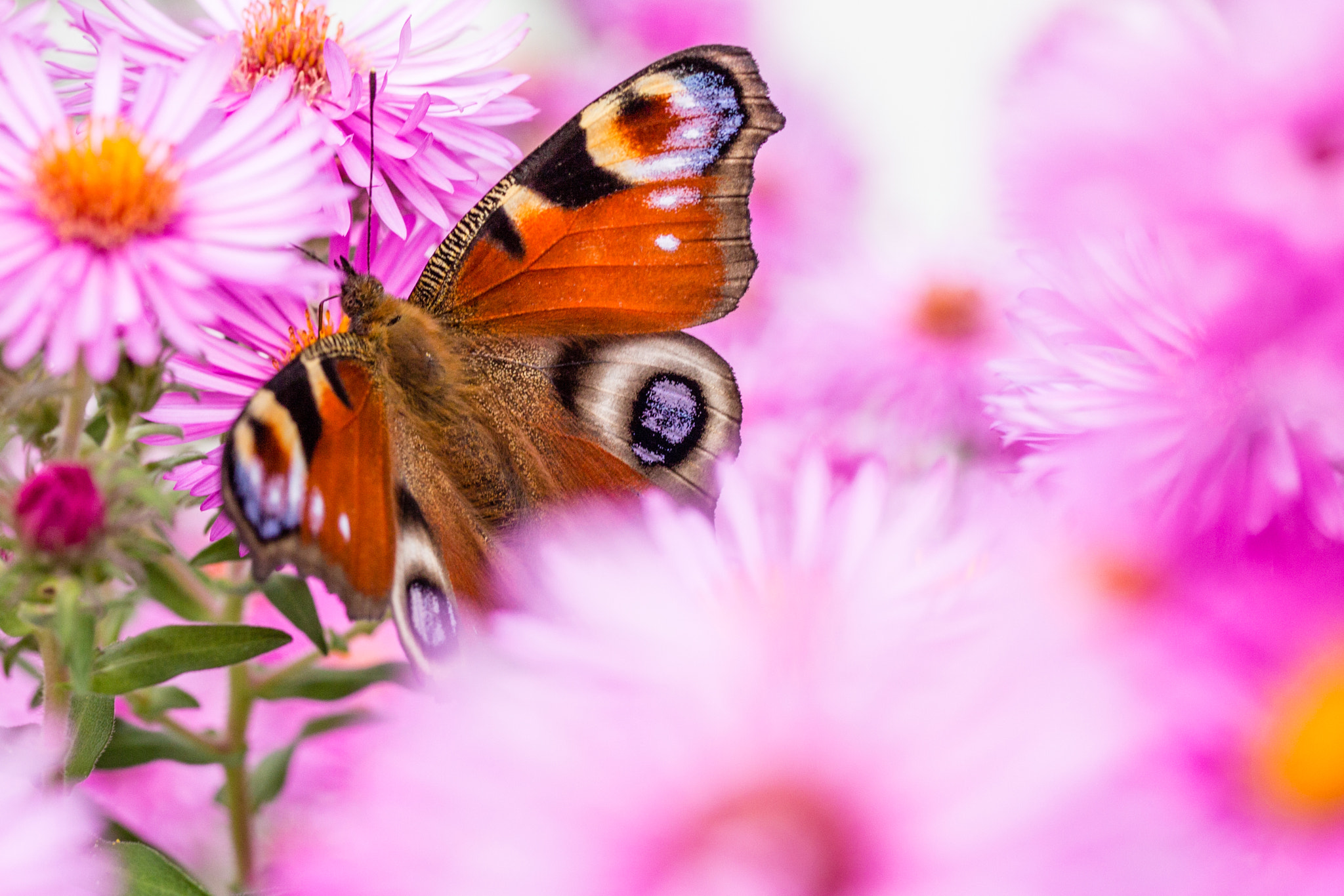 Canon EOS 650D (EOS Rebel T4i / EOS Kiss X6i) sample photo. Butterfly on aster photography