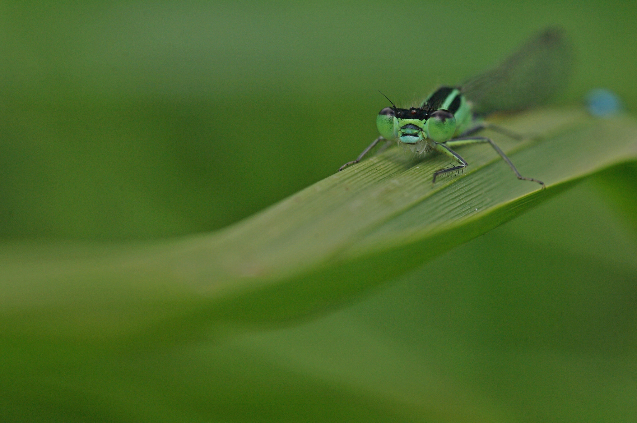 Pentax K-7 sample photo. Agrion photography