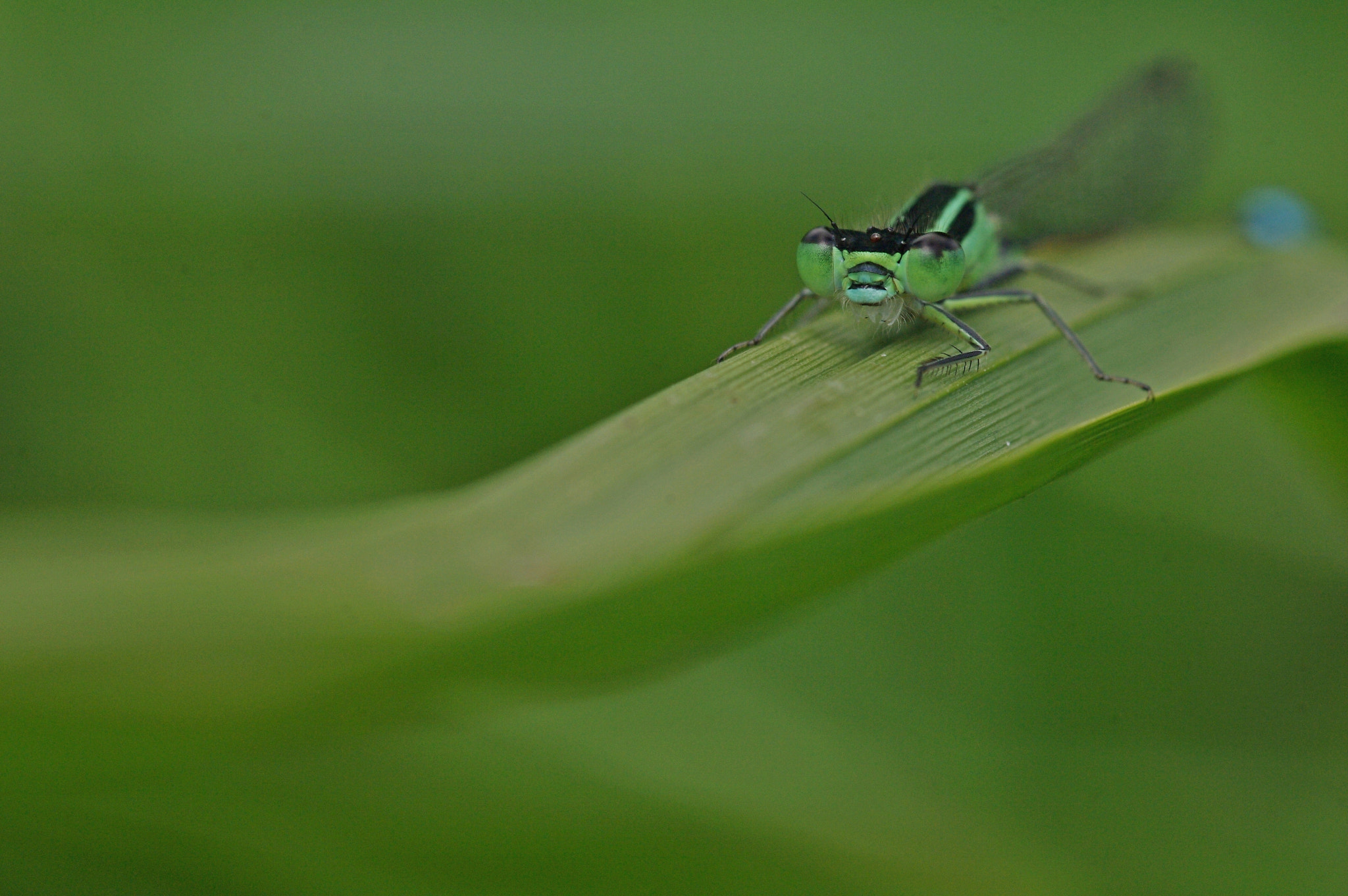 Pentax K-7 + Sigma sample photo. Agrion photography