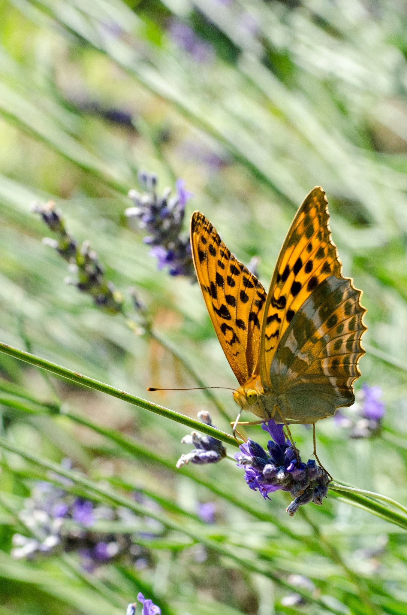 Nikon D7000 + Sigma 70mm F2.8 EX DG Macro sample photo. Butterfly on lavender photography