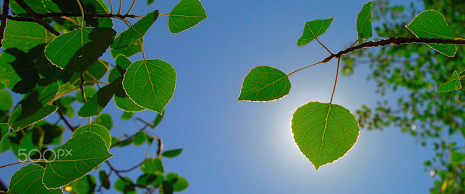 Kodak DCS Pro 14N sample photo. Aspen leaves photography