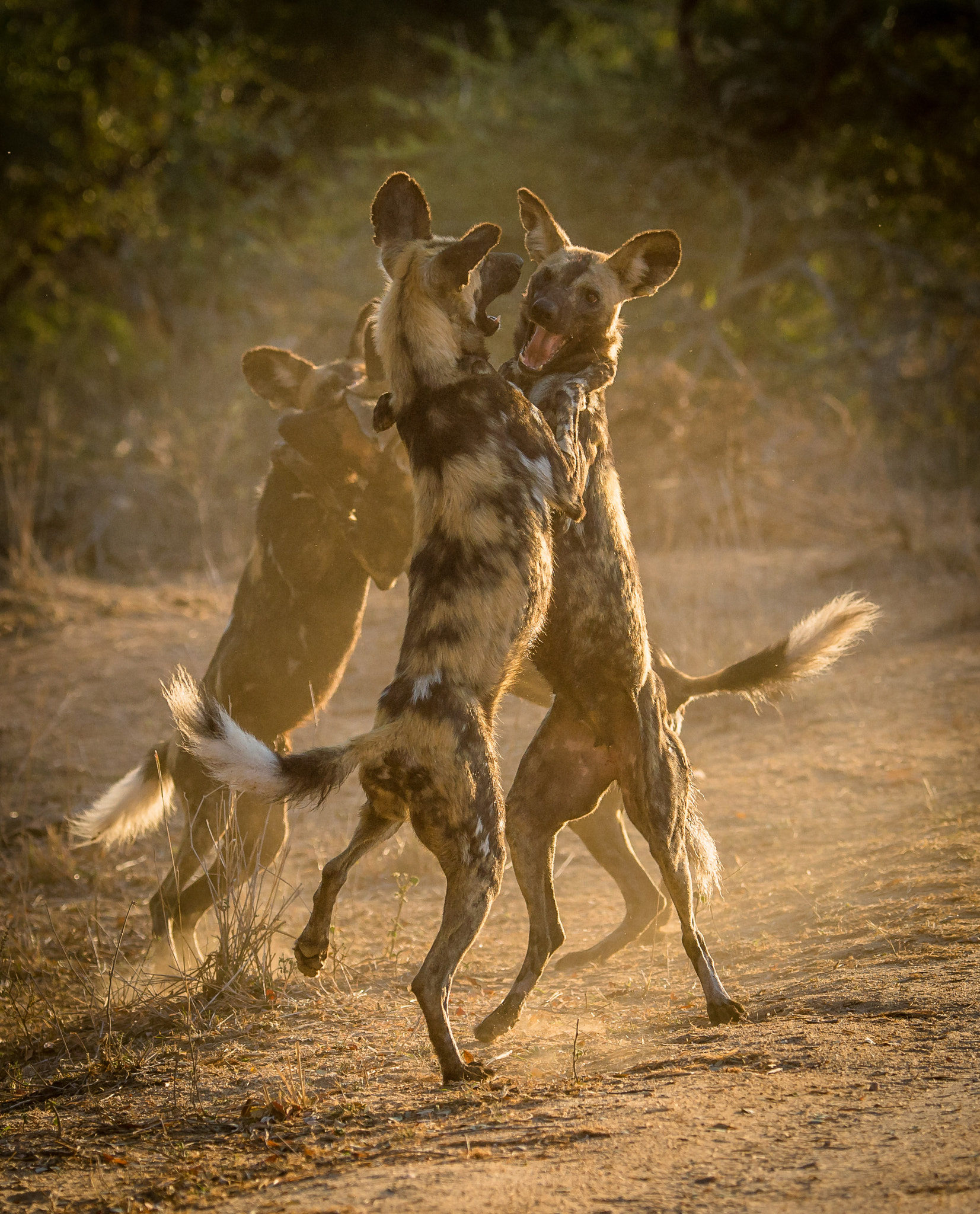 Nikon D4 sample photo. Dancing wild dogs photography
