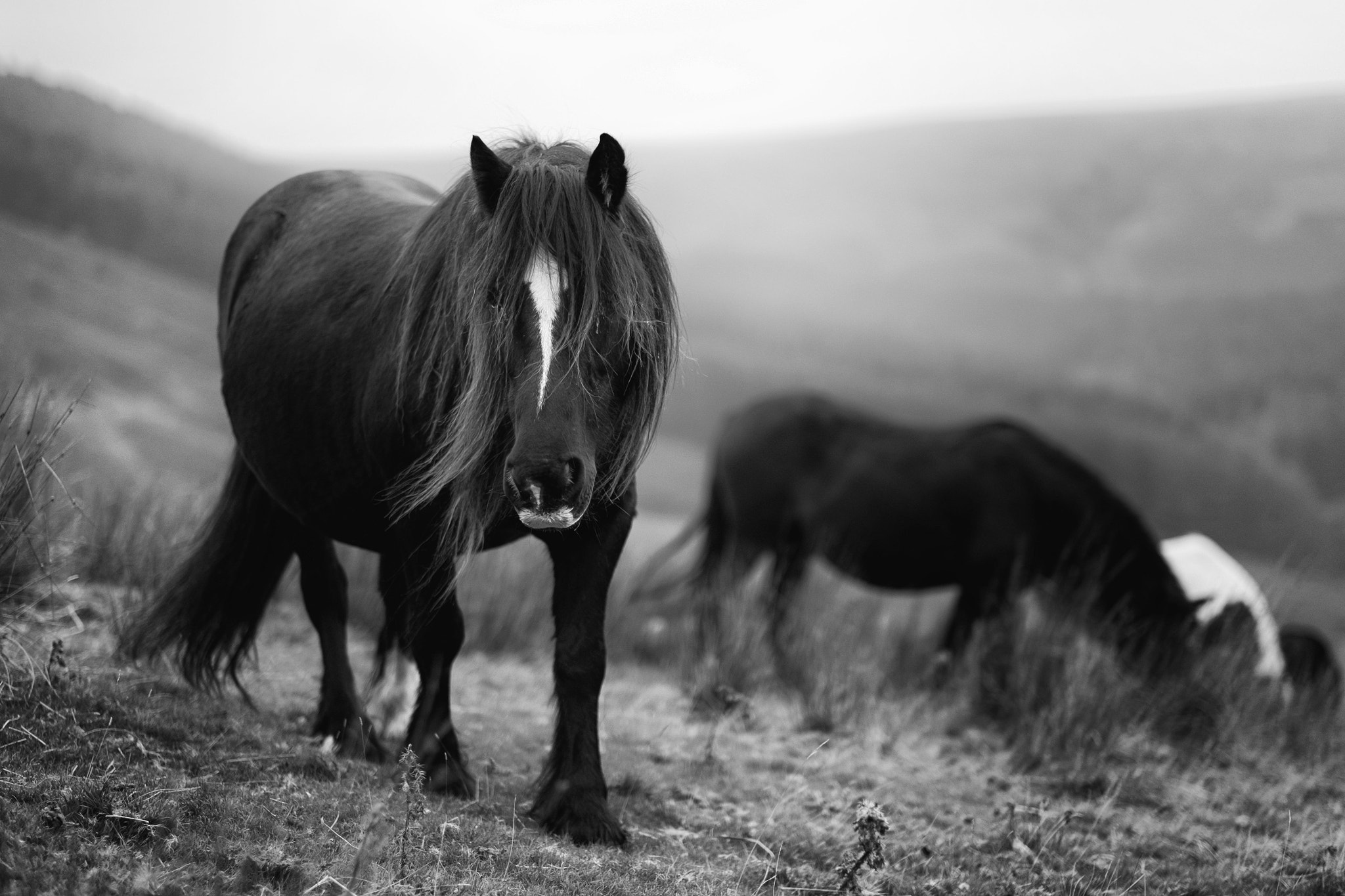 Fujifilm XF 56mm F1.2 R sample photo. Wild horses b/w photography