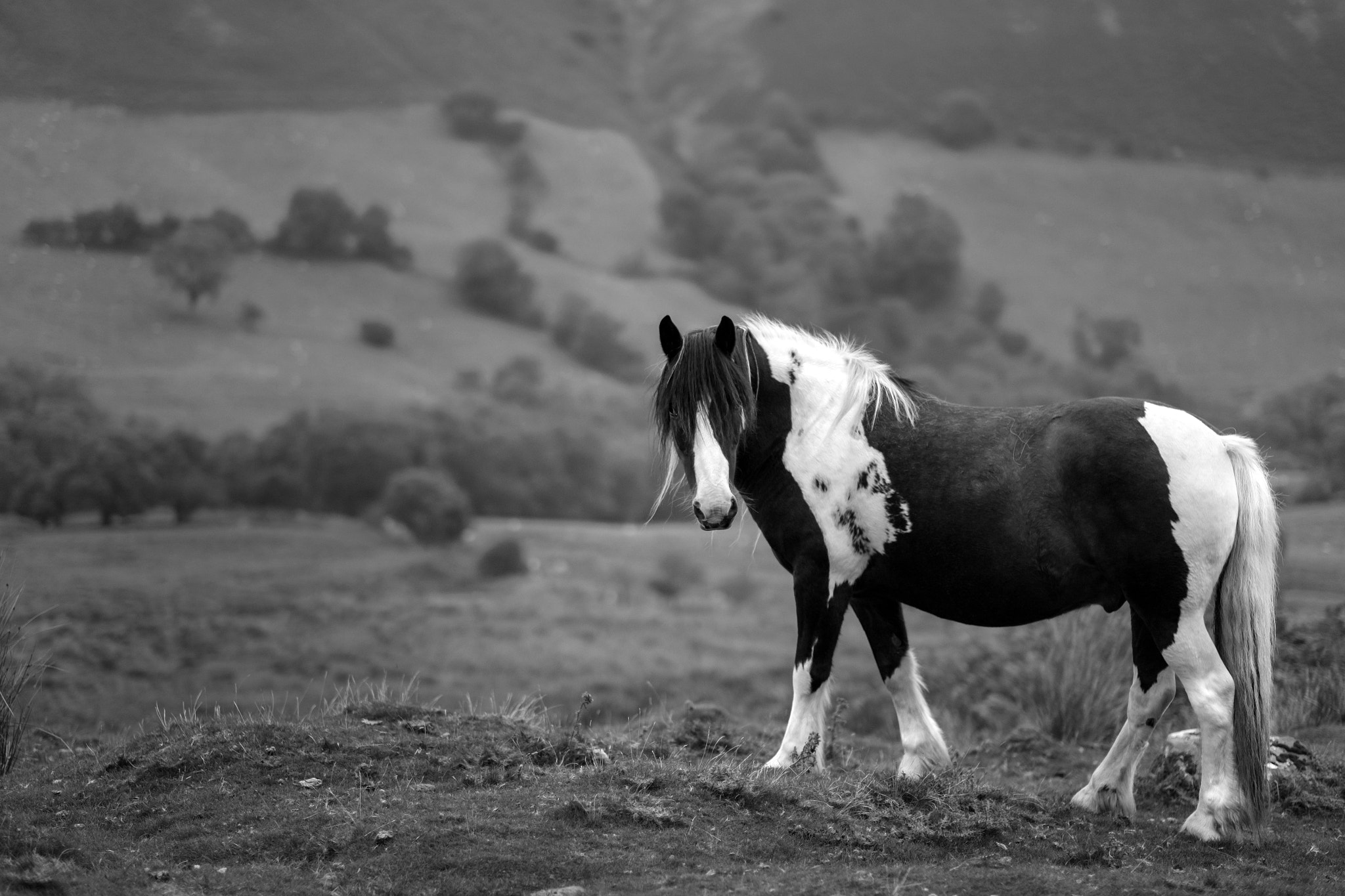 Fujifilm XF 56mm F1.2 R sample photo. Wild horses b/w photography