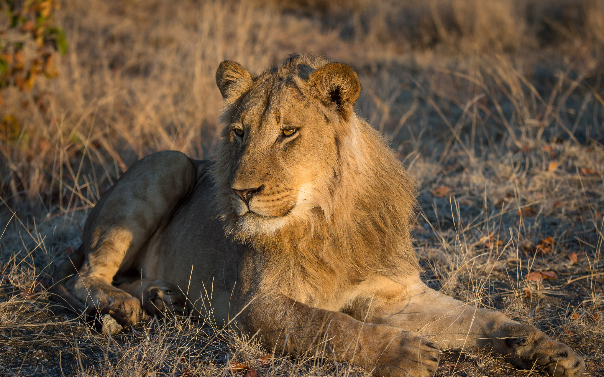 Nikon D4 sample photo. Lazy lion in morning light photography