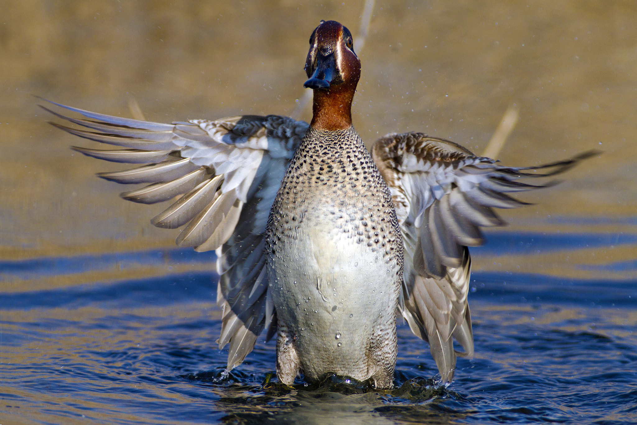 Canon EF 300mm f/2.8L + 2x sample photo. Tail photography