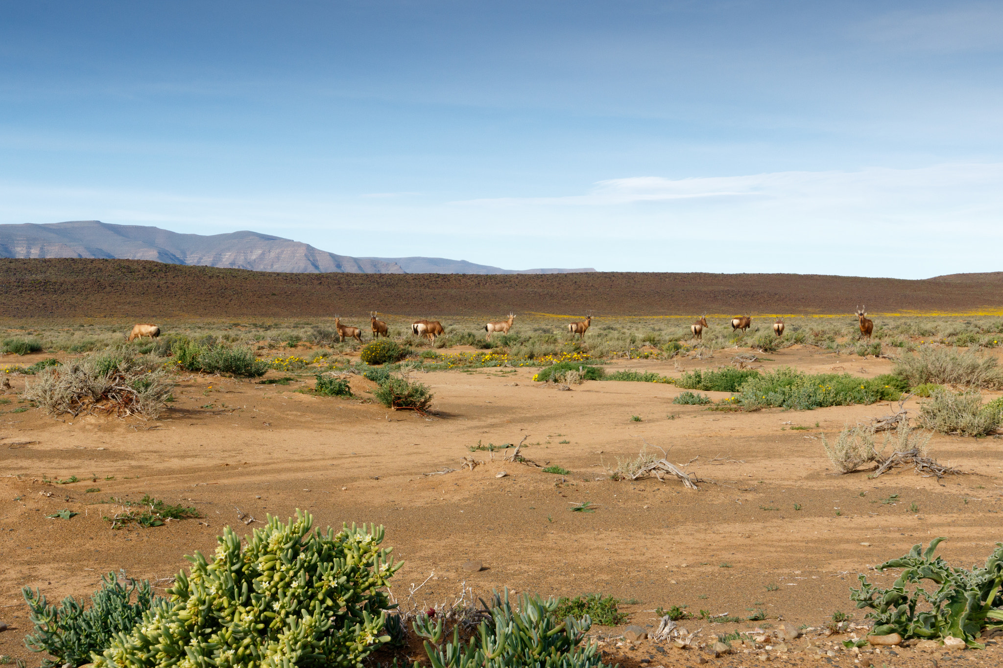 Canon EOS 7D Mark II sample photo. Red hartebeest grazing in a field in tankwa karoo photography