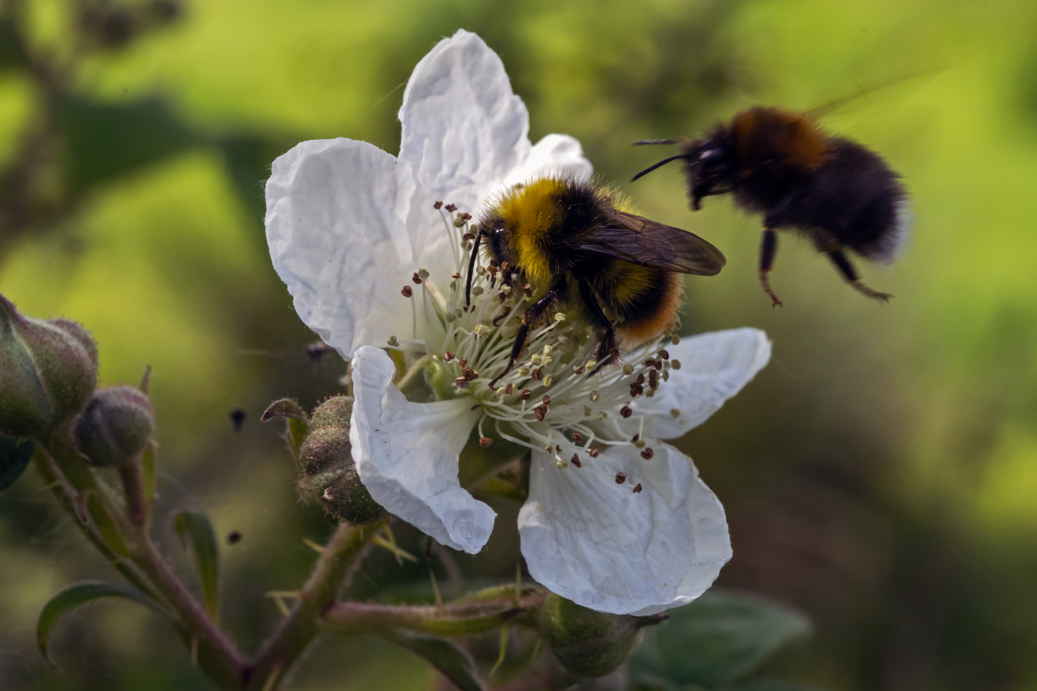 Nikon D7100 + AF Micro-Nikkor 60mm f/2.8 sample photo. A bramble bee? photography