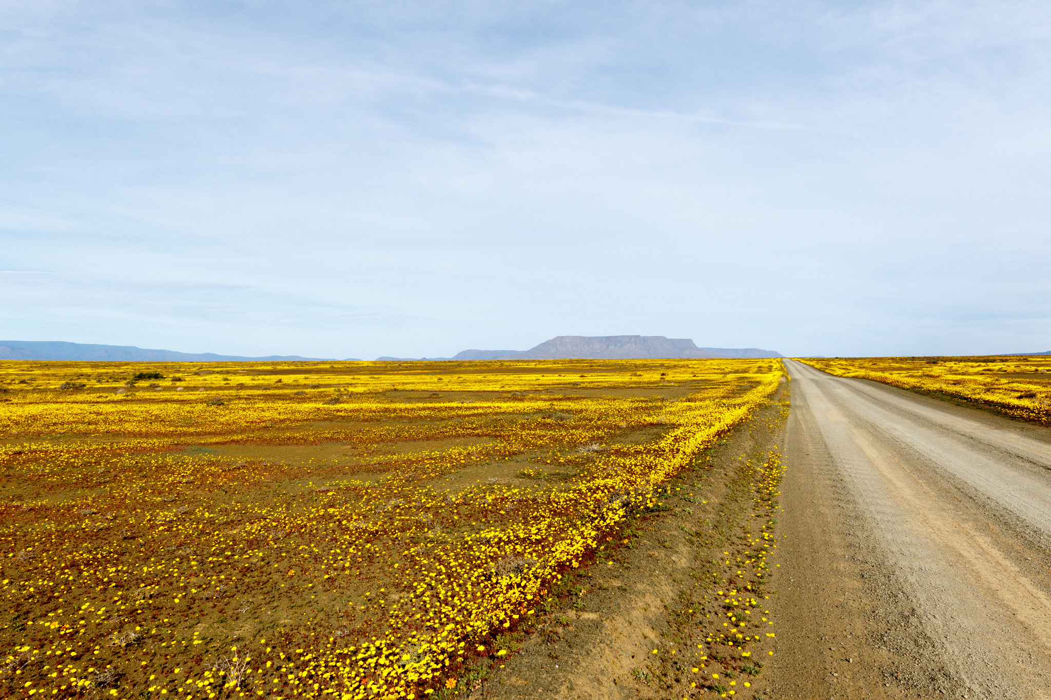 Canon EOS 7D Mark II sample photo. Brown road with yellow fields in the flat landscape that is tankwa karoo photography