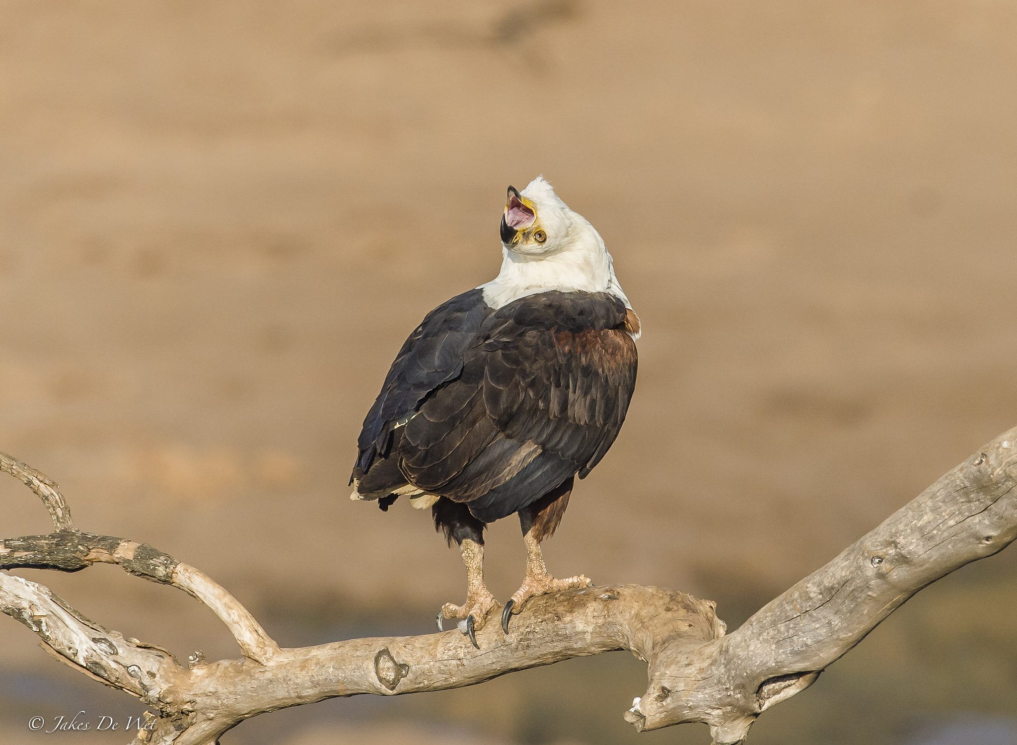 Nikon D4 sample photo. Cry of the fish eagle photography