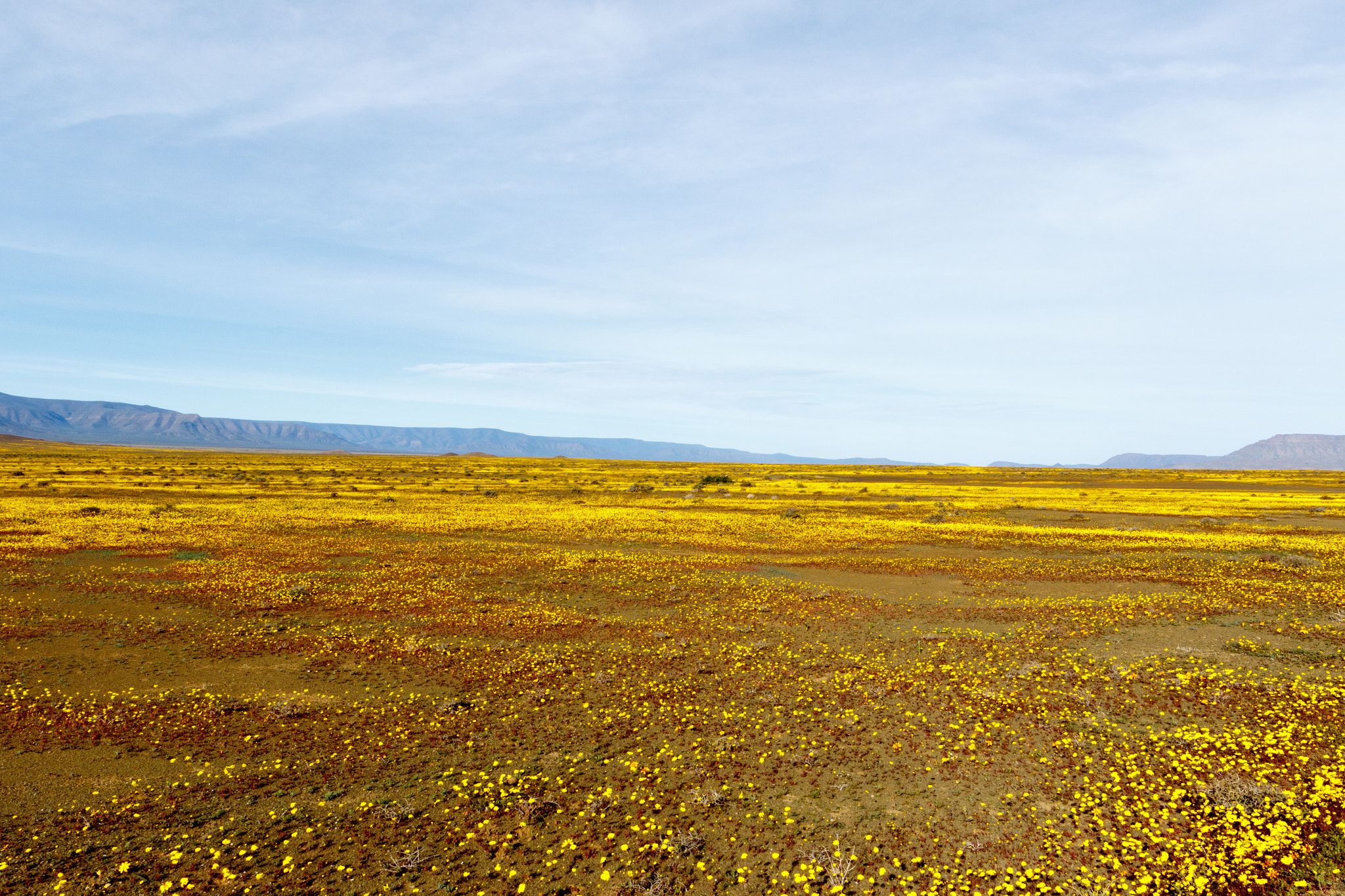 Canon EOS 7D Mark II + Canon EF 300mm f/2.8L sample photo. Yellow landscape plateau tankwa karoo photography