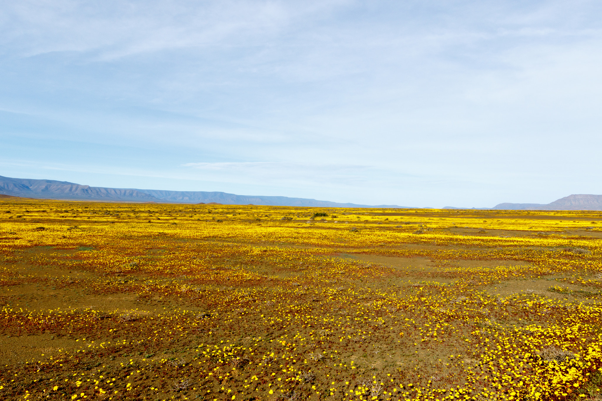 Canon EF 300mm f/2.8L sample photo. Yellow landscape plateau tankwa karoo photography