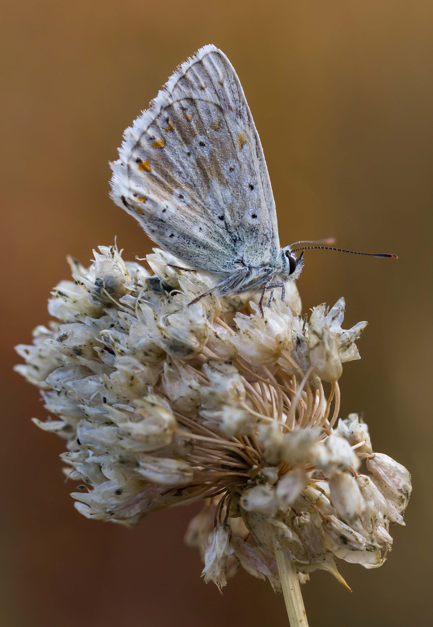 Canon EOS 60D + Canon EF 100mm F2.8L Macro IS USM sample photo. Mariposa photography
