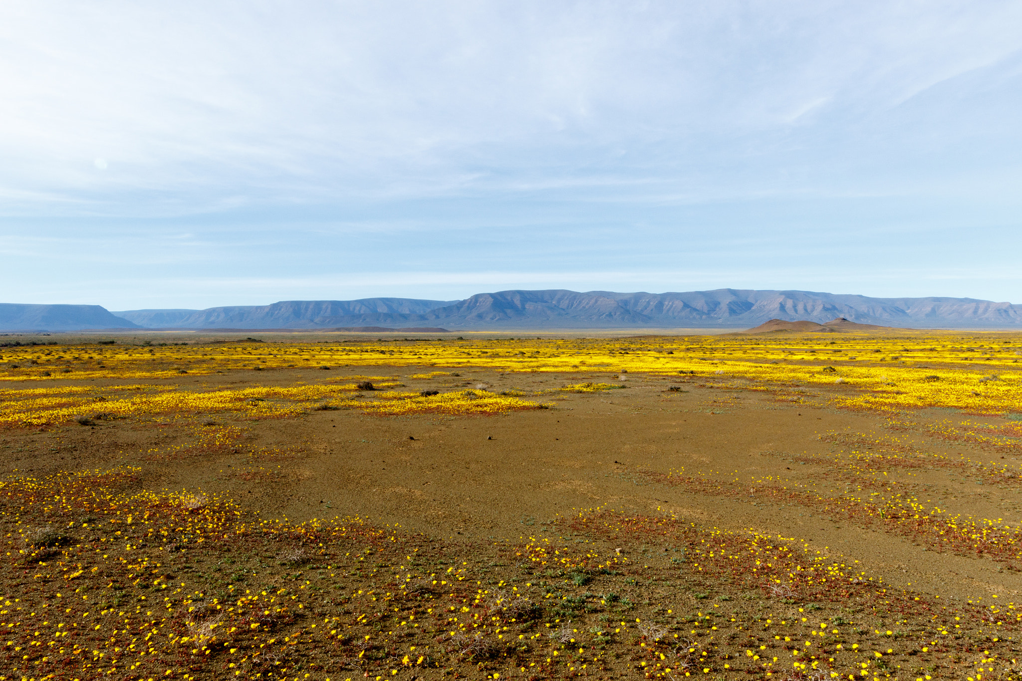 Canon EOS 7D Mark II + Canon EF 300mm f/2.8L sample photo. Yellow plateau with flat landscape tankwa karoo photography