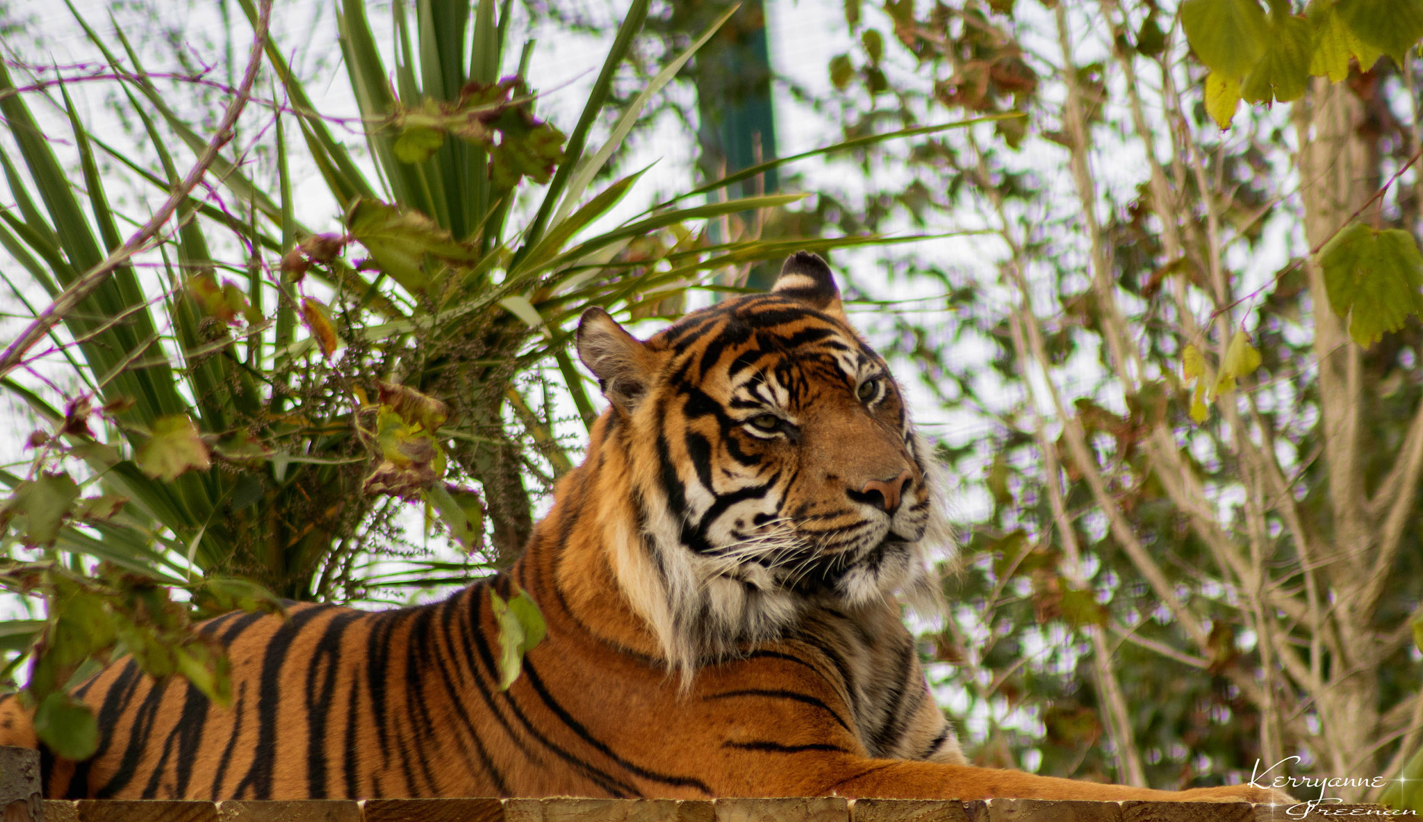 Canon EOS 750D (EOS Rebel T6i / EOS Kiss X8i) + EF75-300mm f/4-5.6 sample photo. Lazy tiger photography