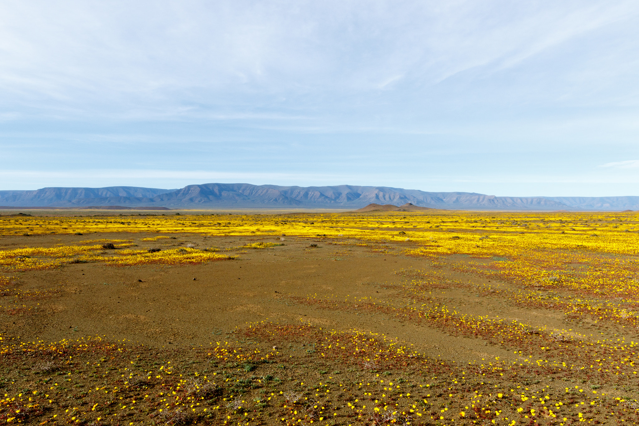 Canon EOS 7D Mark II + Canon EF 300mm f/2.8L sample photo. Almost flat yellow landscape of tankwa karoo national park photography