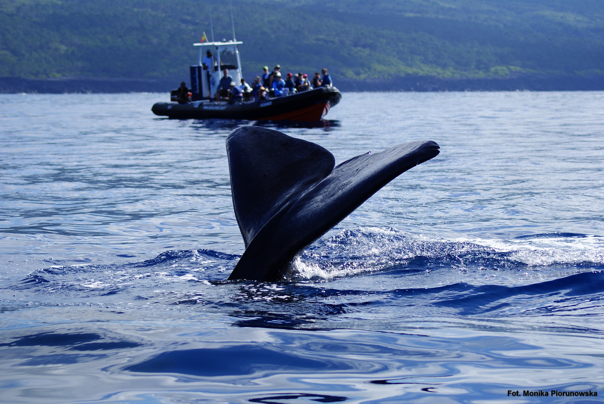 Sony Alpha DSLR-A300 sample photo. Diving into the unknown photography