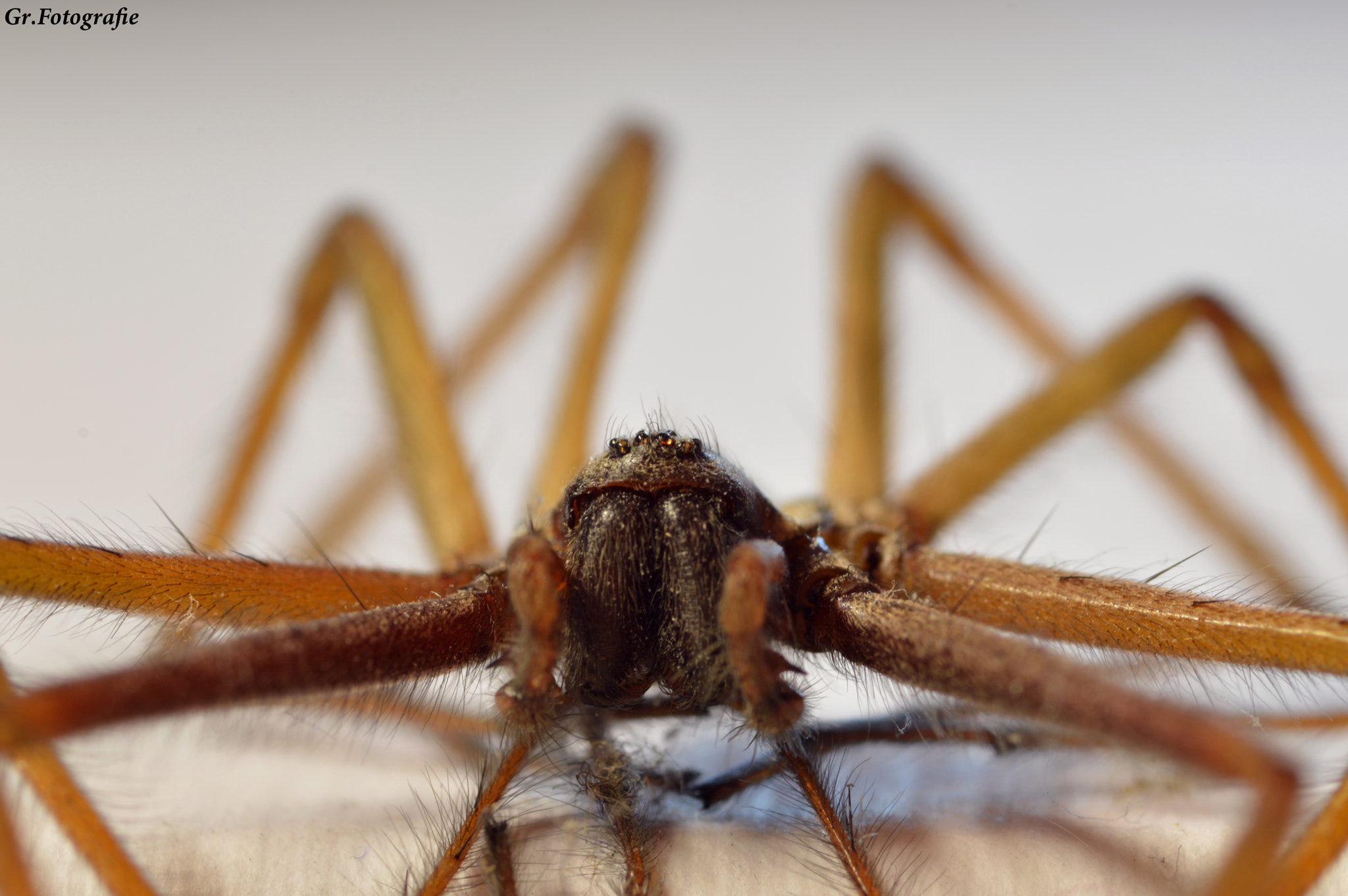 Nikon D3200 + Sigma 105mm F2.8 EX DG Macro sample photo. Spider - macro ii photography