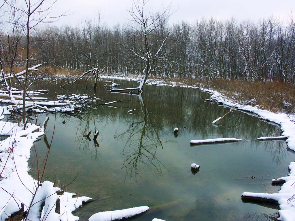 KONICA MINOLTA DiMAGE A1 sample photo. Winter wetlands photography