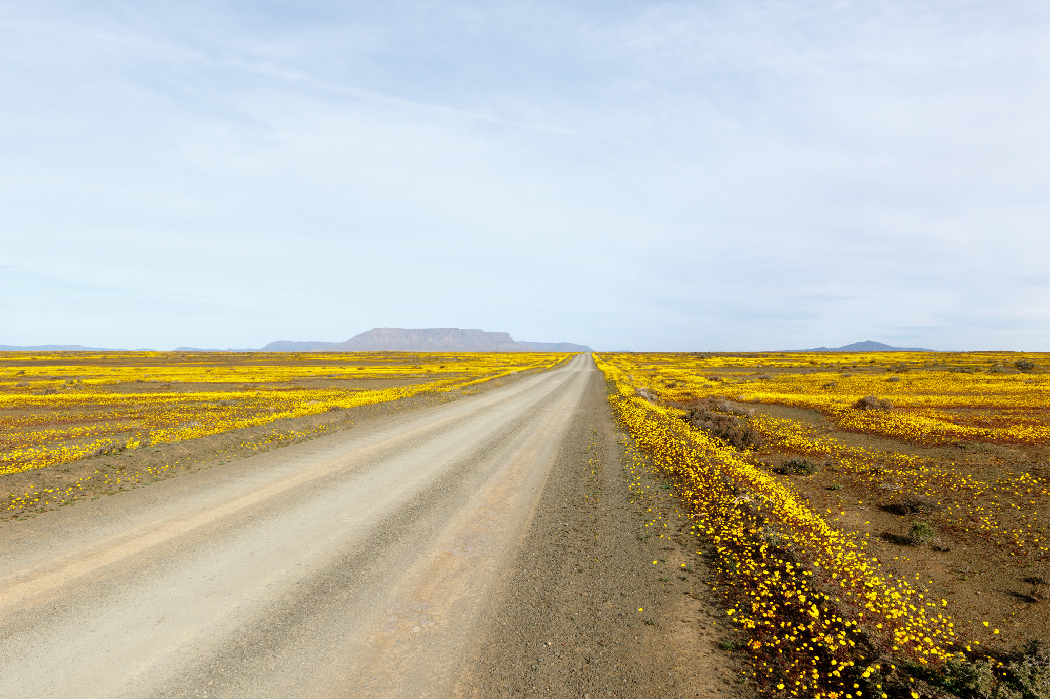Canon EOS 7D Mark II + Canon EF 300mm f/2.8L sample photo. Just wow yellow brown road leading to tankwa karoo photography