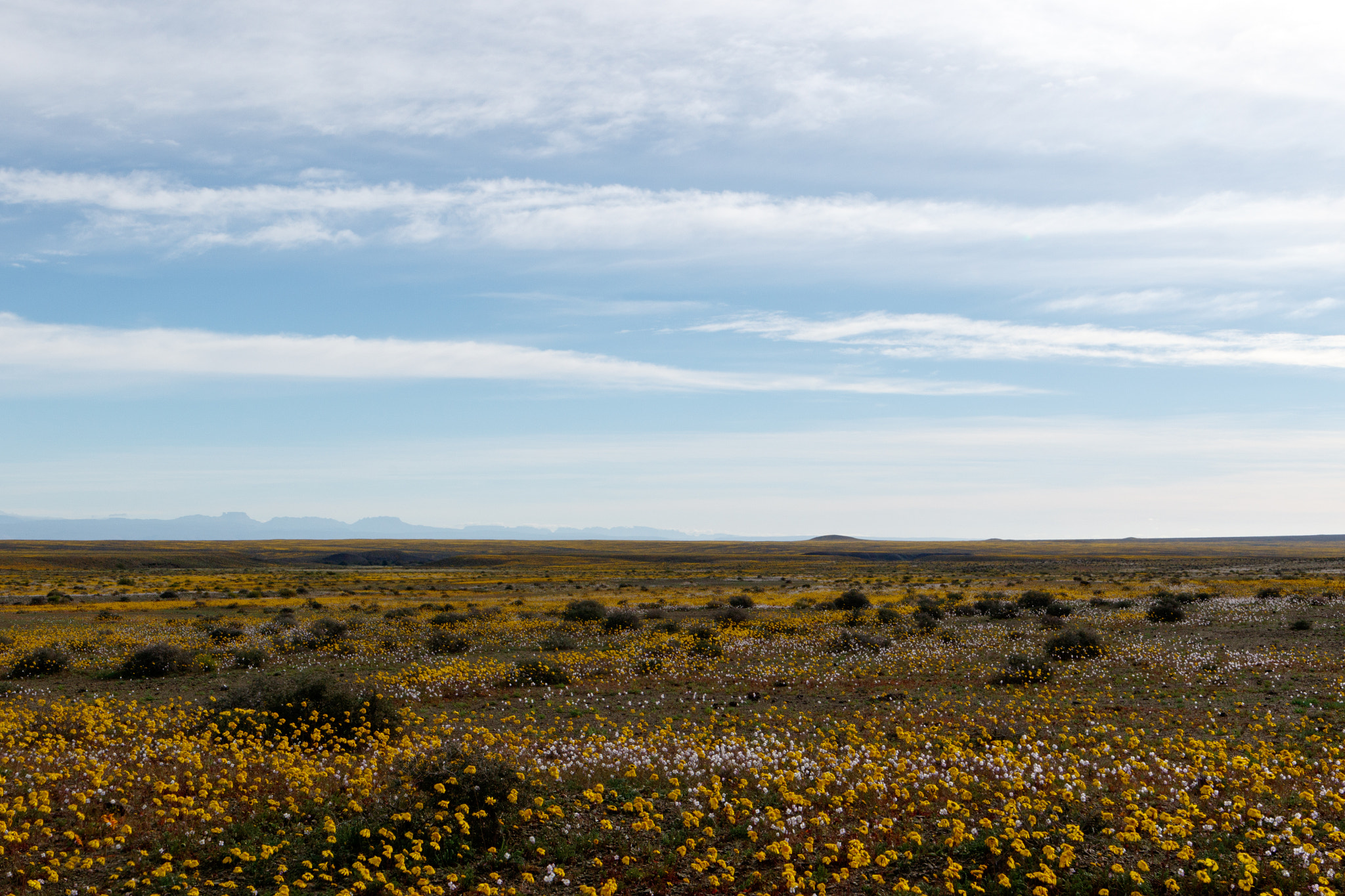 Canon EF 300mm f/2.8L sample photo. Perfectly flat huge open empty green landscape in tankwa karoo photography