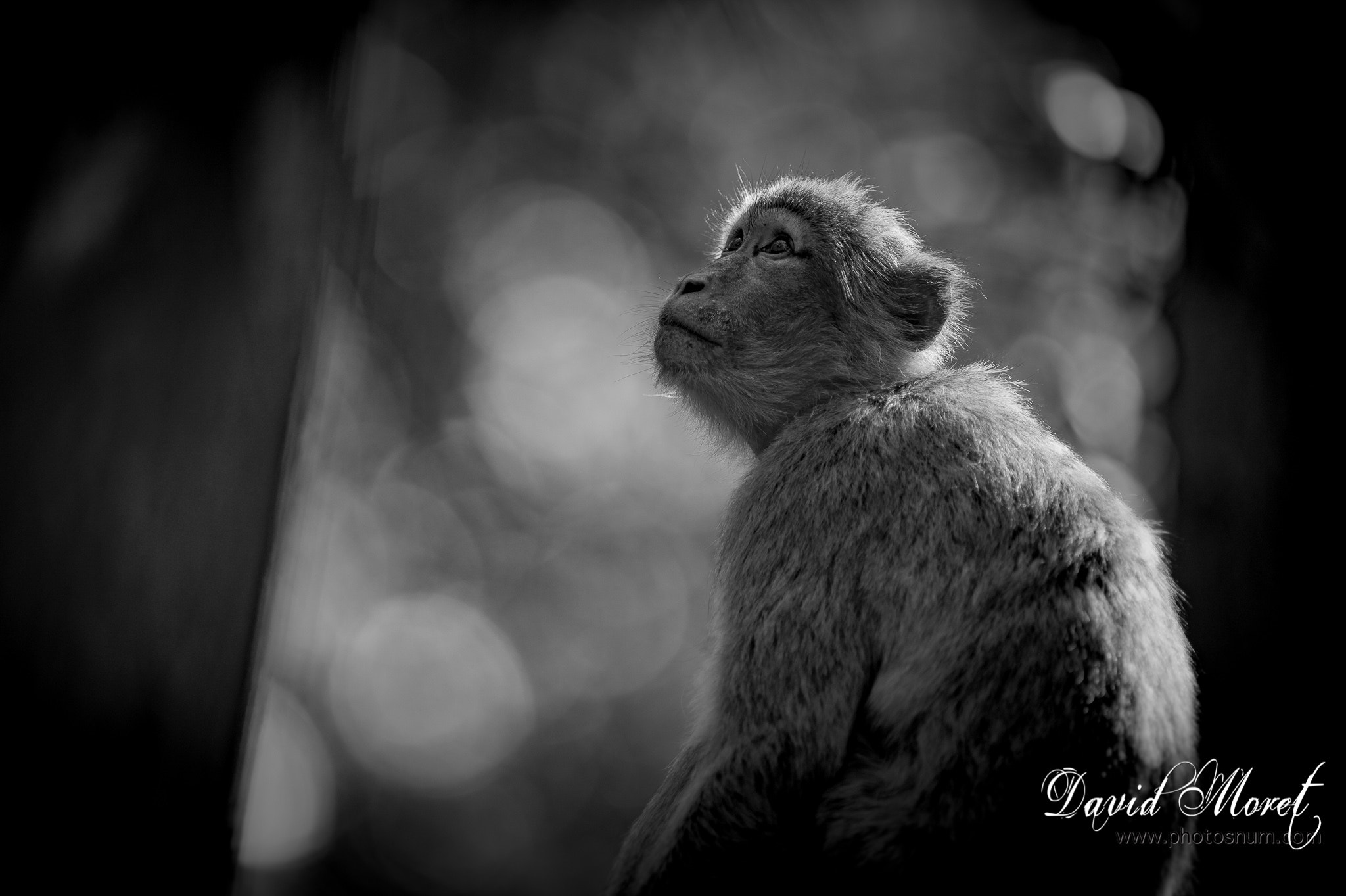 Nikon AF-S Nikkor 300mm F2.8G ED VR II sample photo. Terre de singes photography