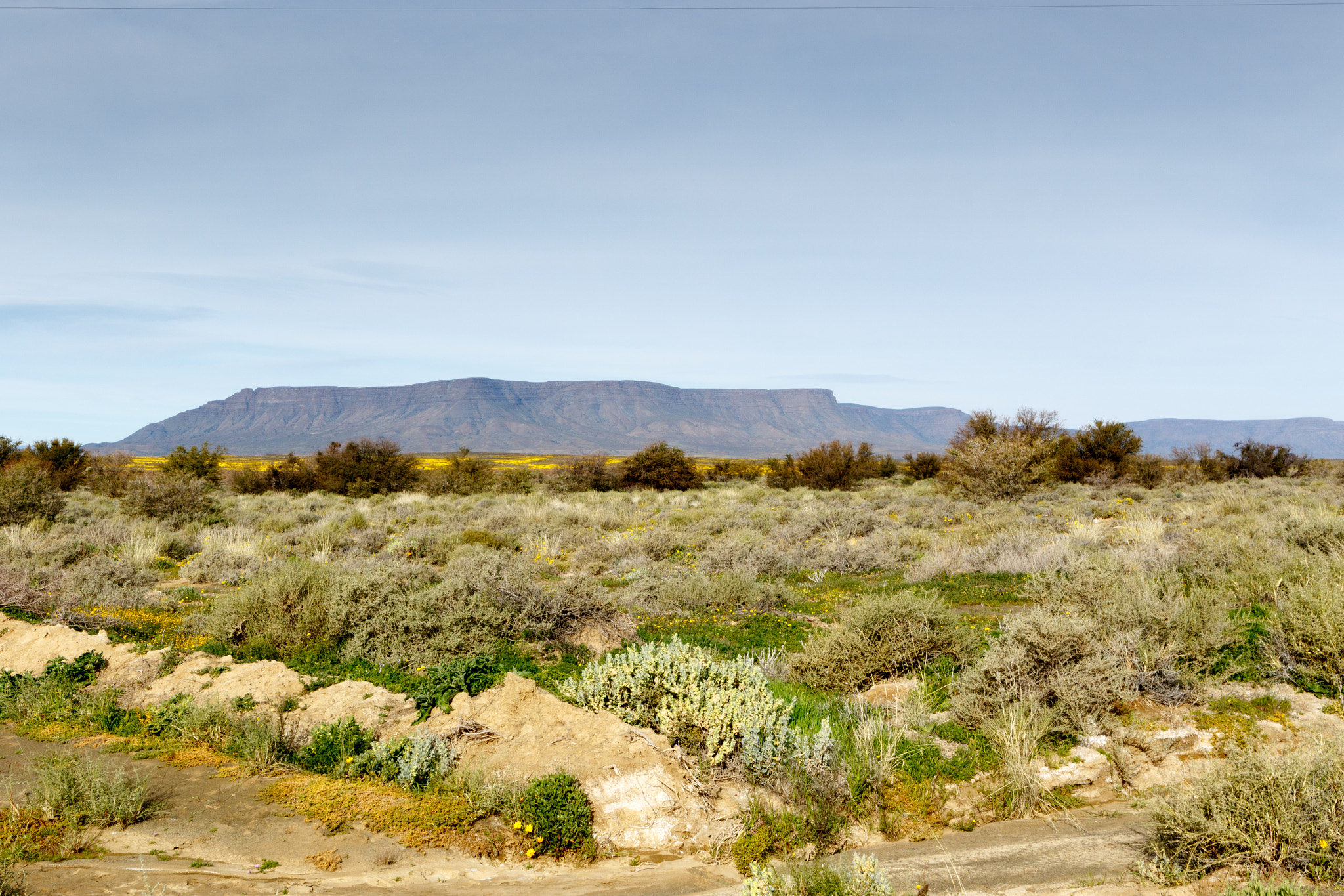 Canon EF 300mm f/2.8L sample photo. Green fileds with a mountain looking like table mountain in the background tankwa karoo photography