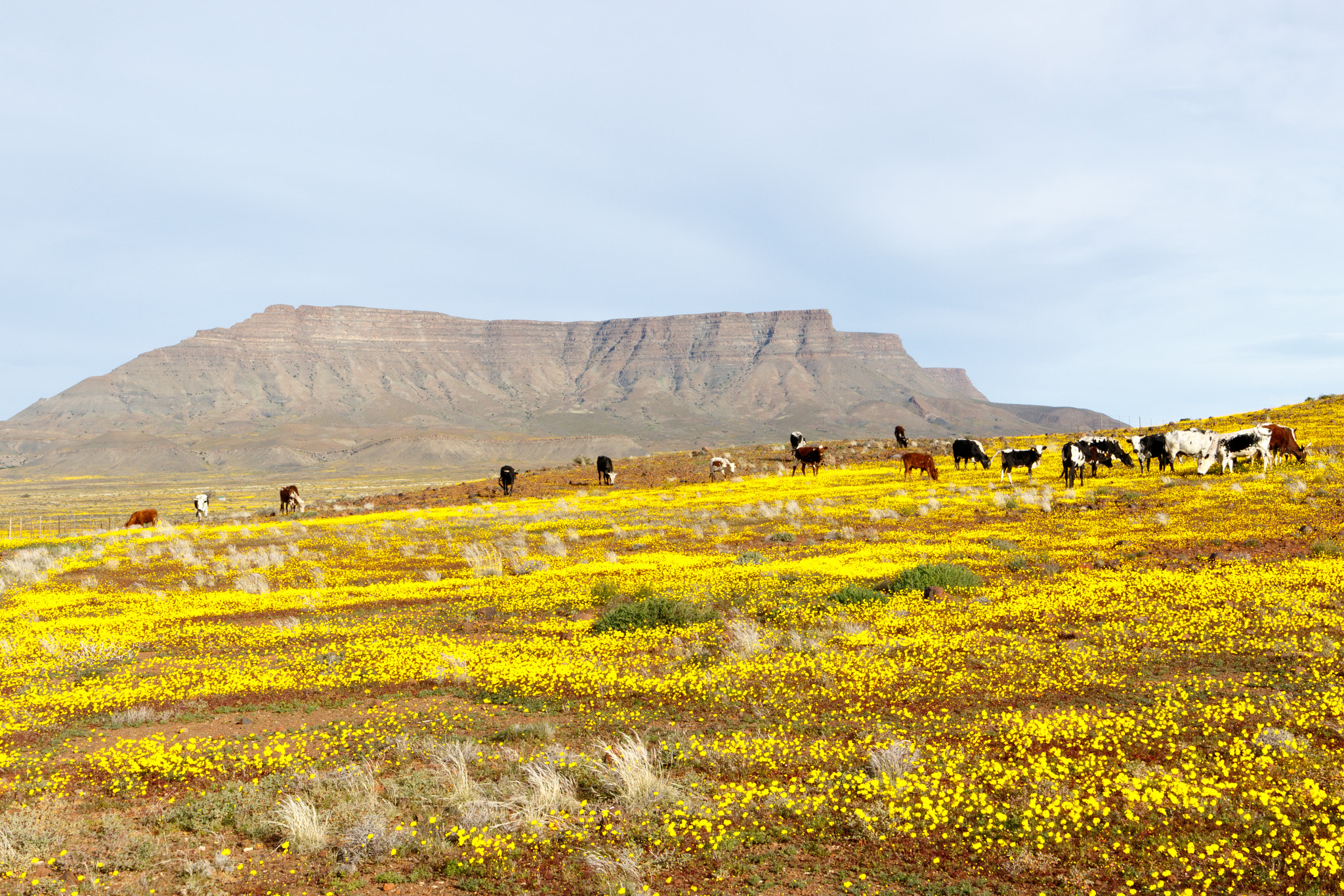 Canon EOS 7D Mark II sample photo. Cattle with a mountain looking like table mountain in the background tankwa karoo photography
