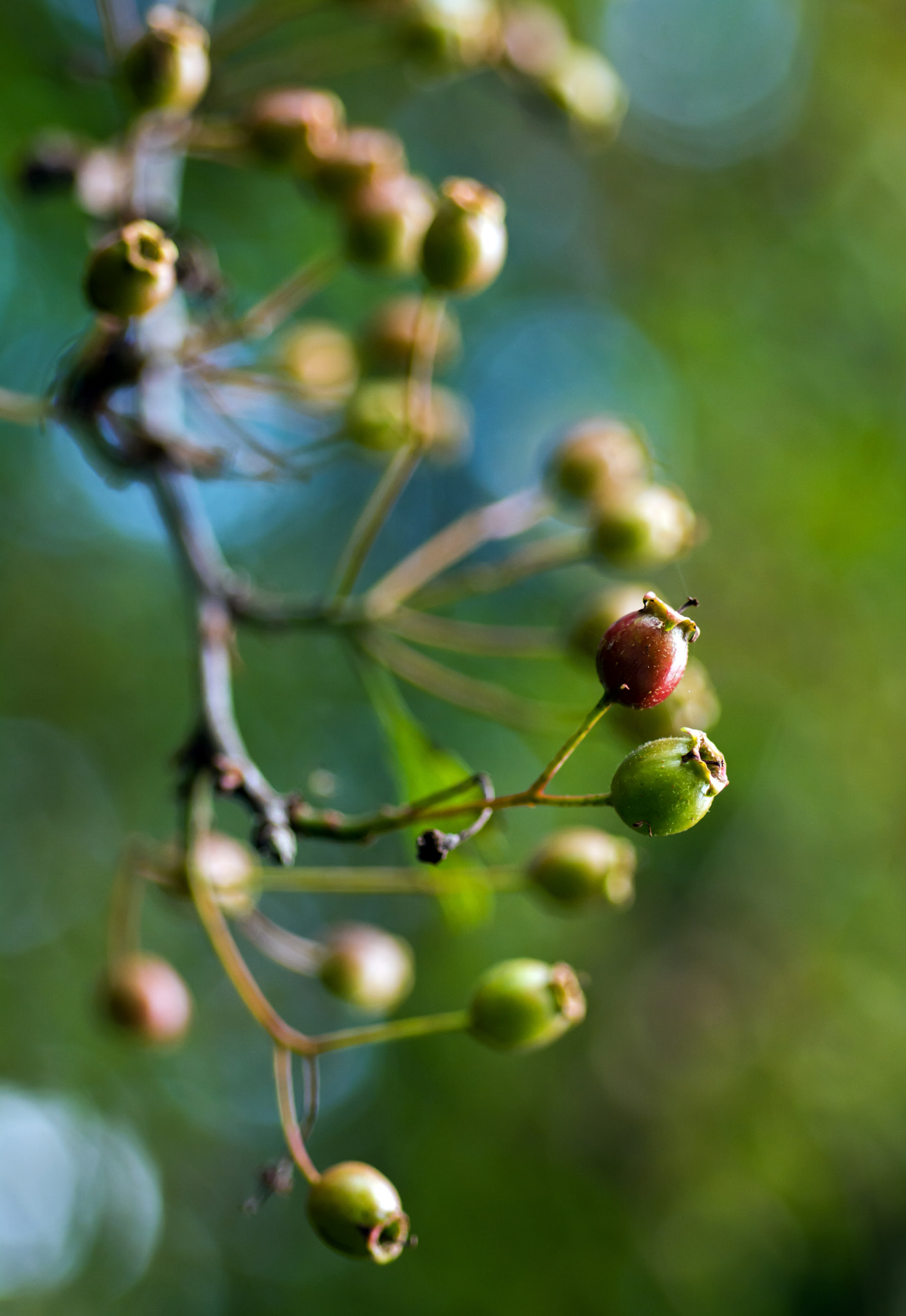 AF Micro-Nikkor 60mm f/2.8 sample photo. May seems so far away! photography