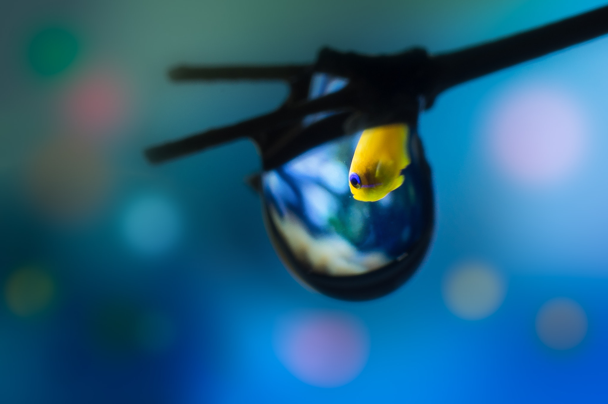 Pentax K-3 + Tamron SP AF 90mm F2.8 Di Macro sample photo. Fish photography