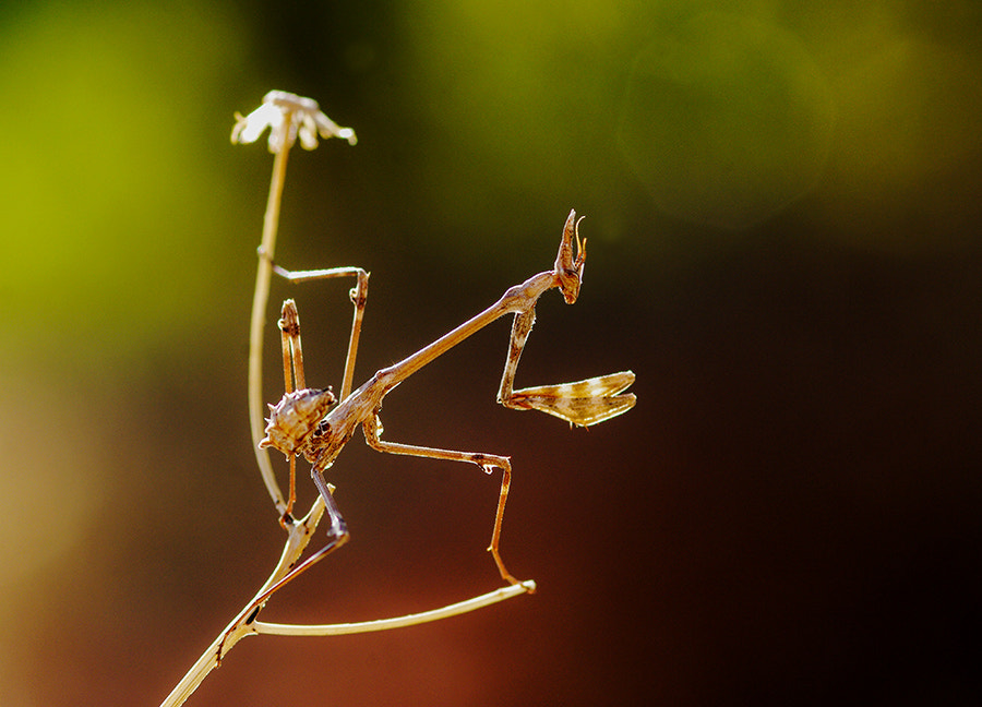 Pentax K20D sample photo. Mantis light photography