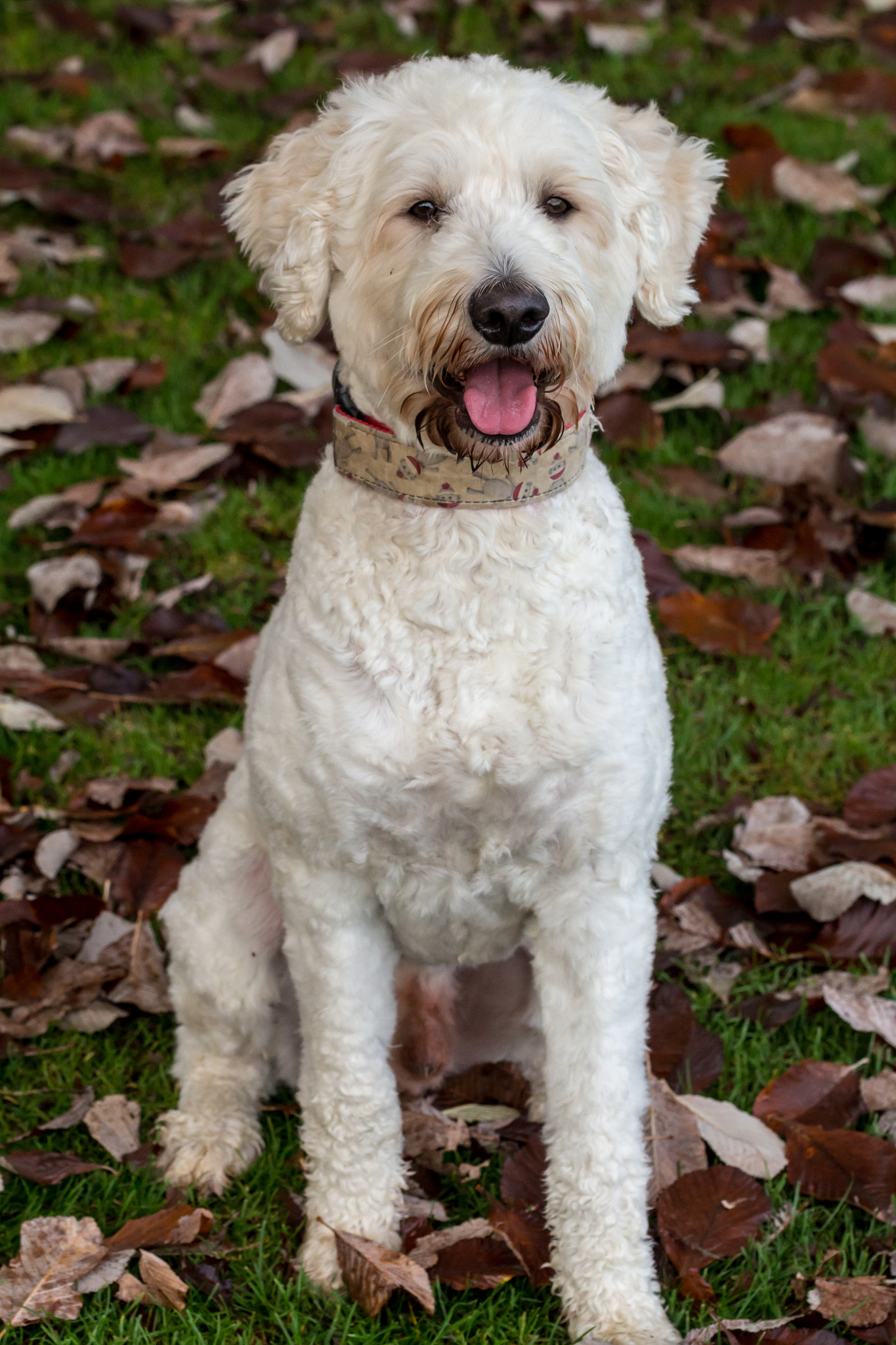 Canon EOS 100D (EOS Rebel SL1 / EOS Kiss X7) sample photo. Emmett in fall photography